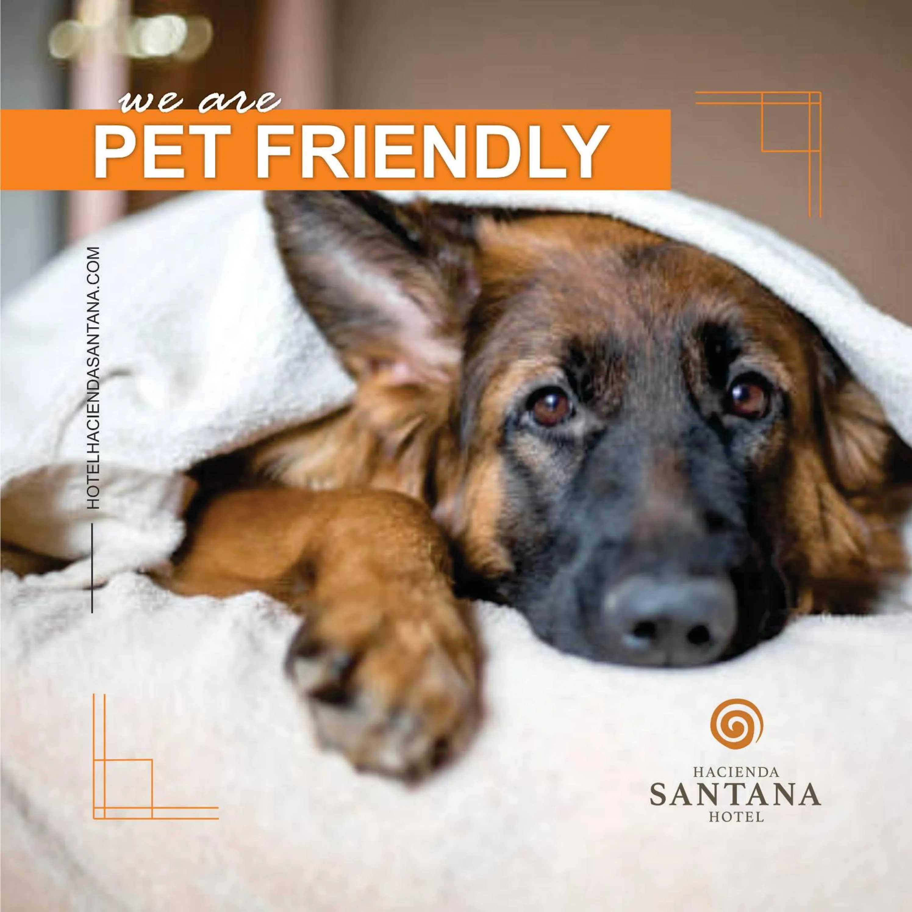 Pets in Hotel Hacienda Santana