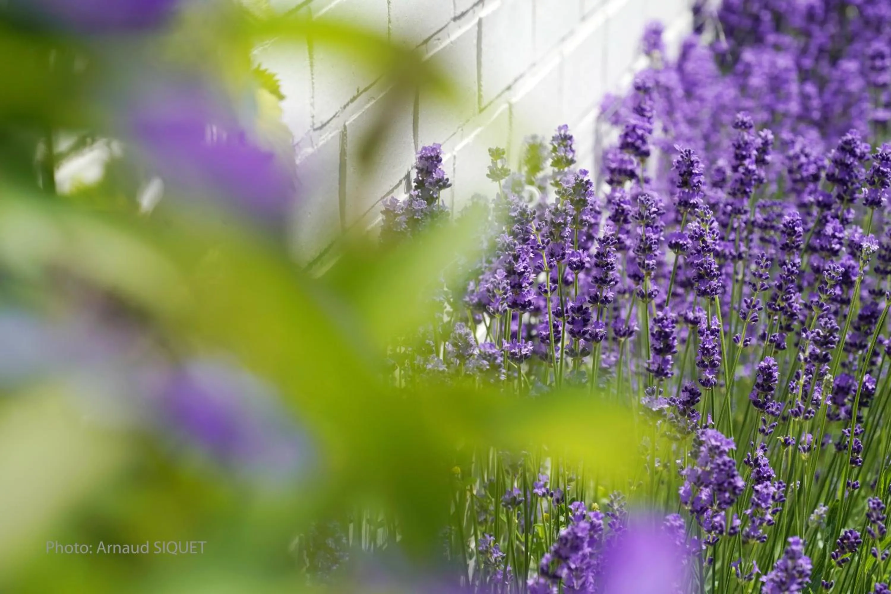 Garden in Le jardin des Biches