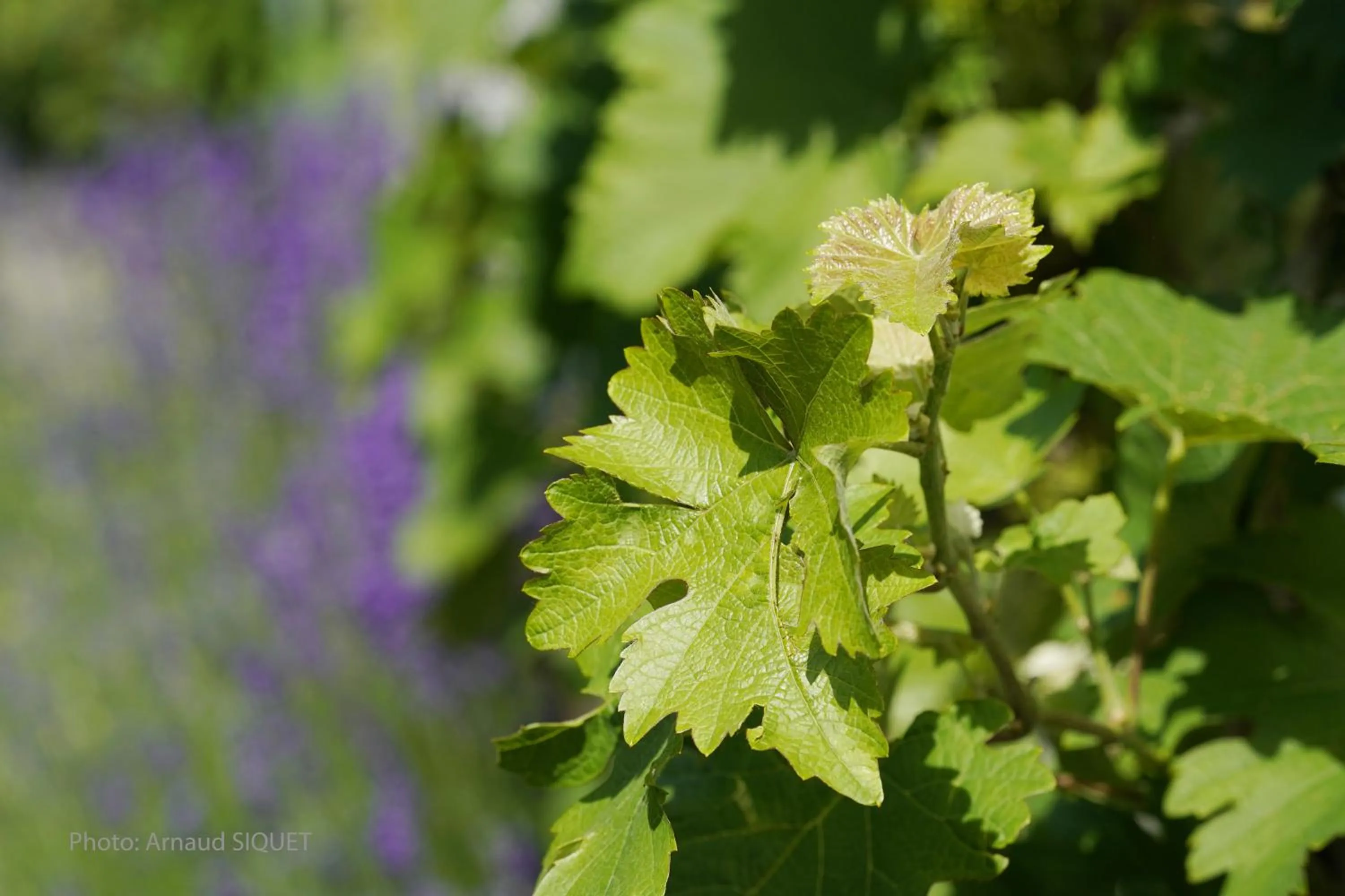 Garden in Le jardin des Biches