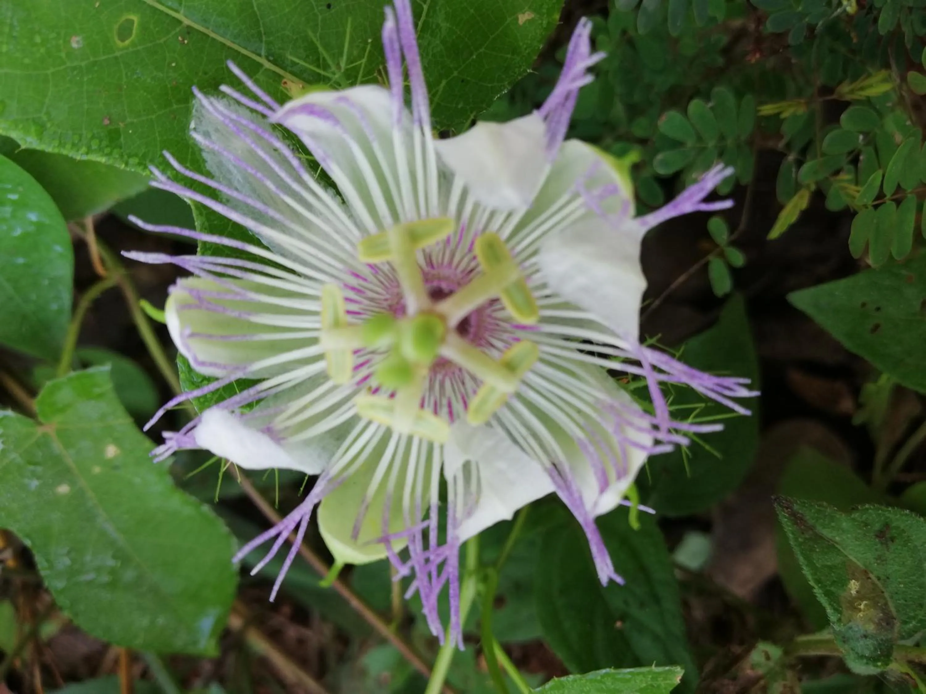 Mayan Bungalow Near Chichén