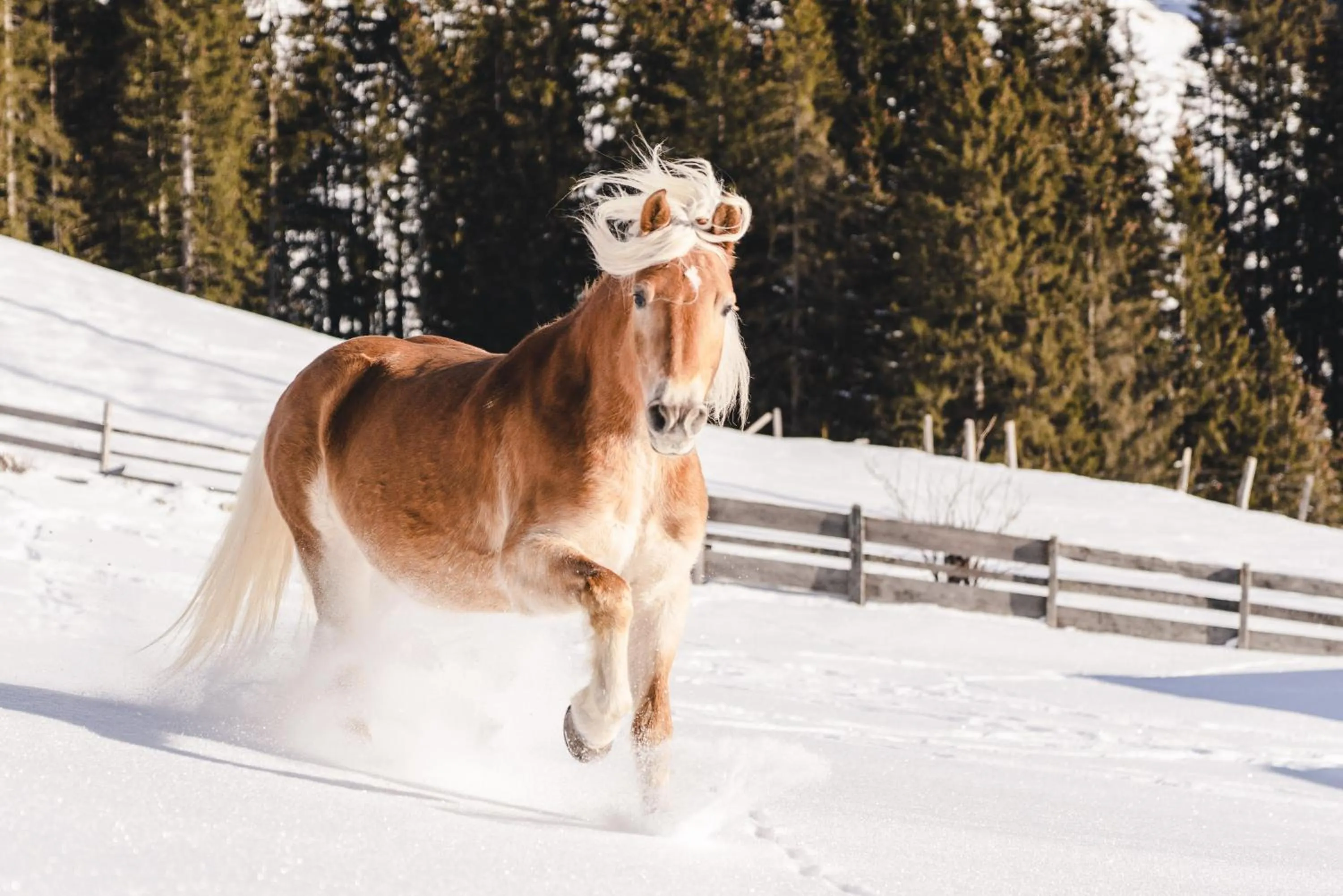 Traumhotel Alpina Superior