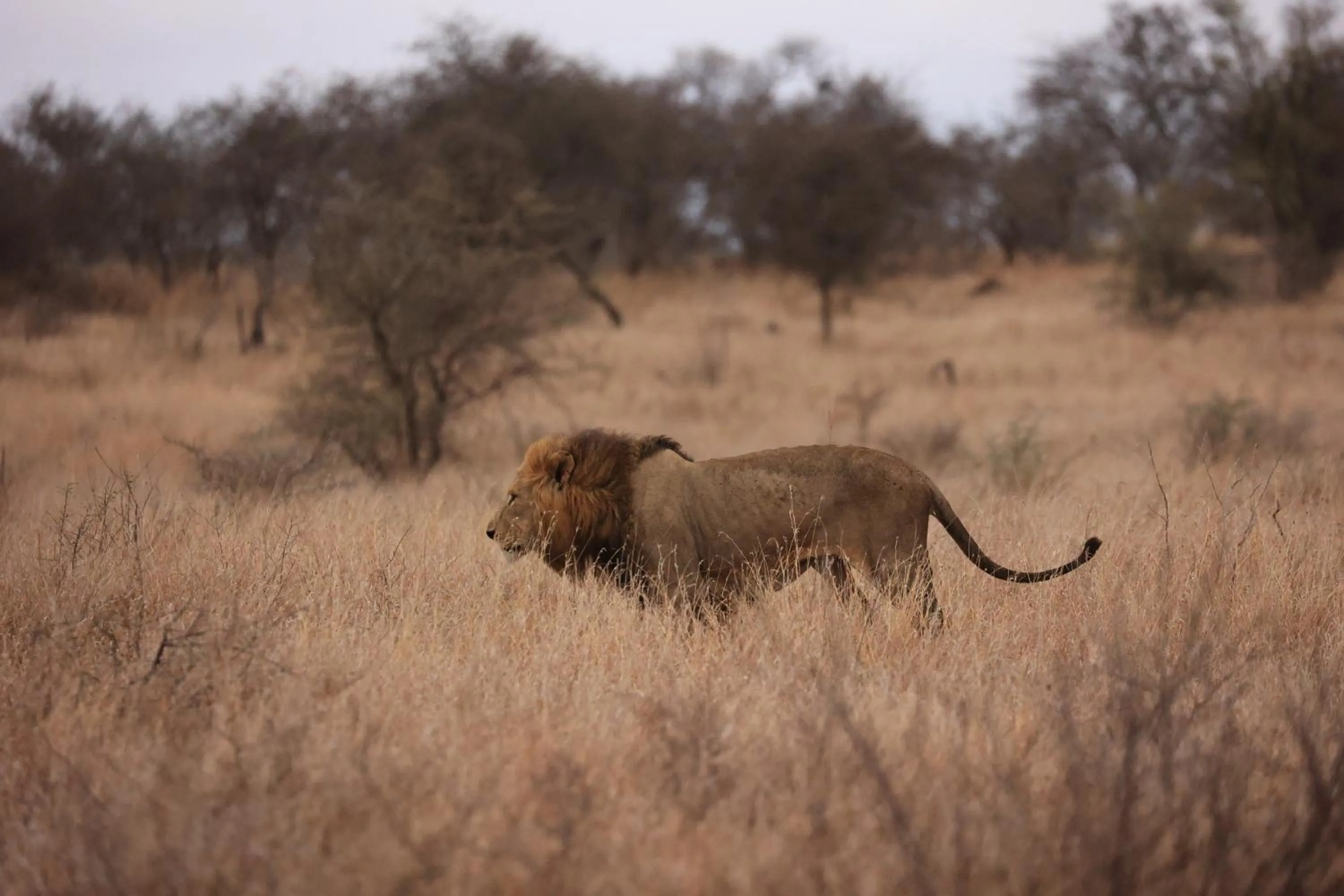 Animals in La Roca Guest House
