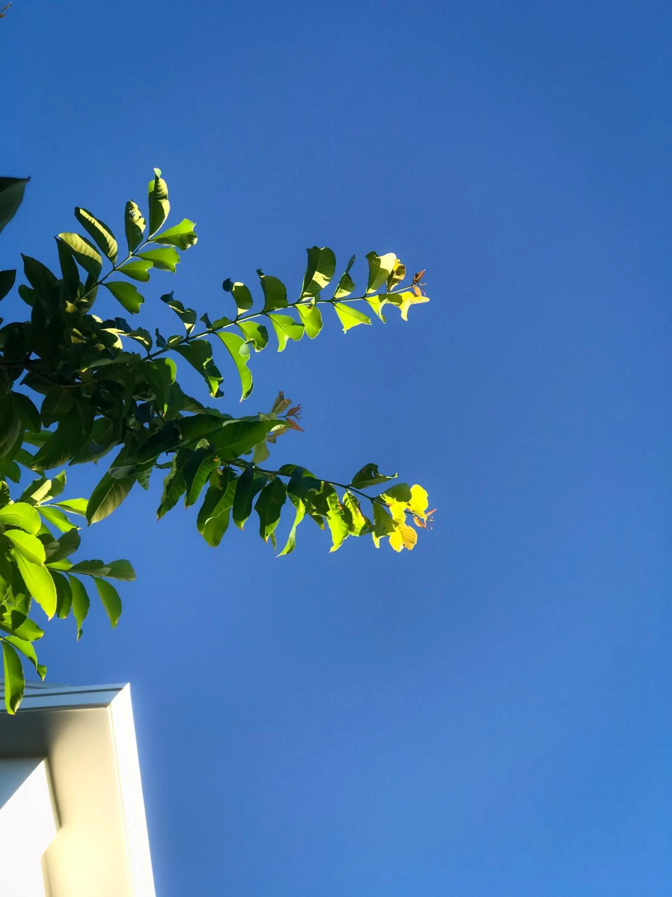 Hoi An Lotus Aroma Villa