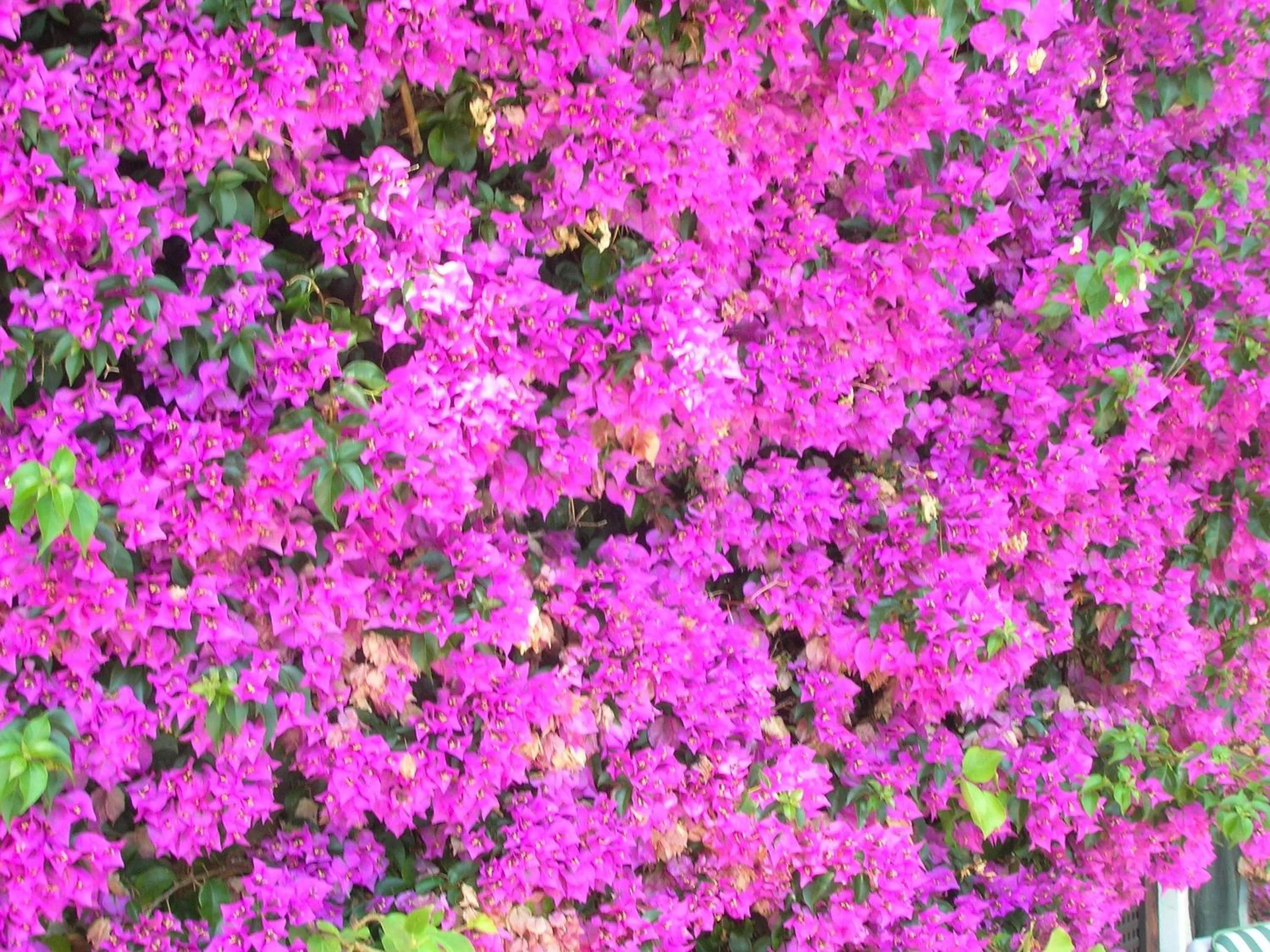 Other in La Coccinella Residence