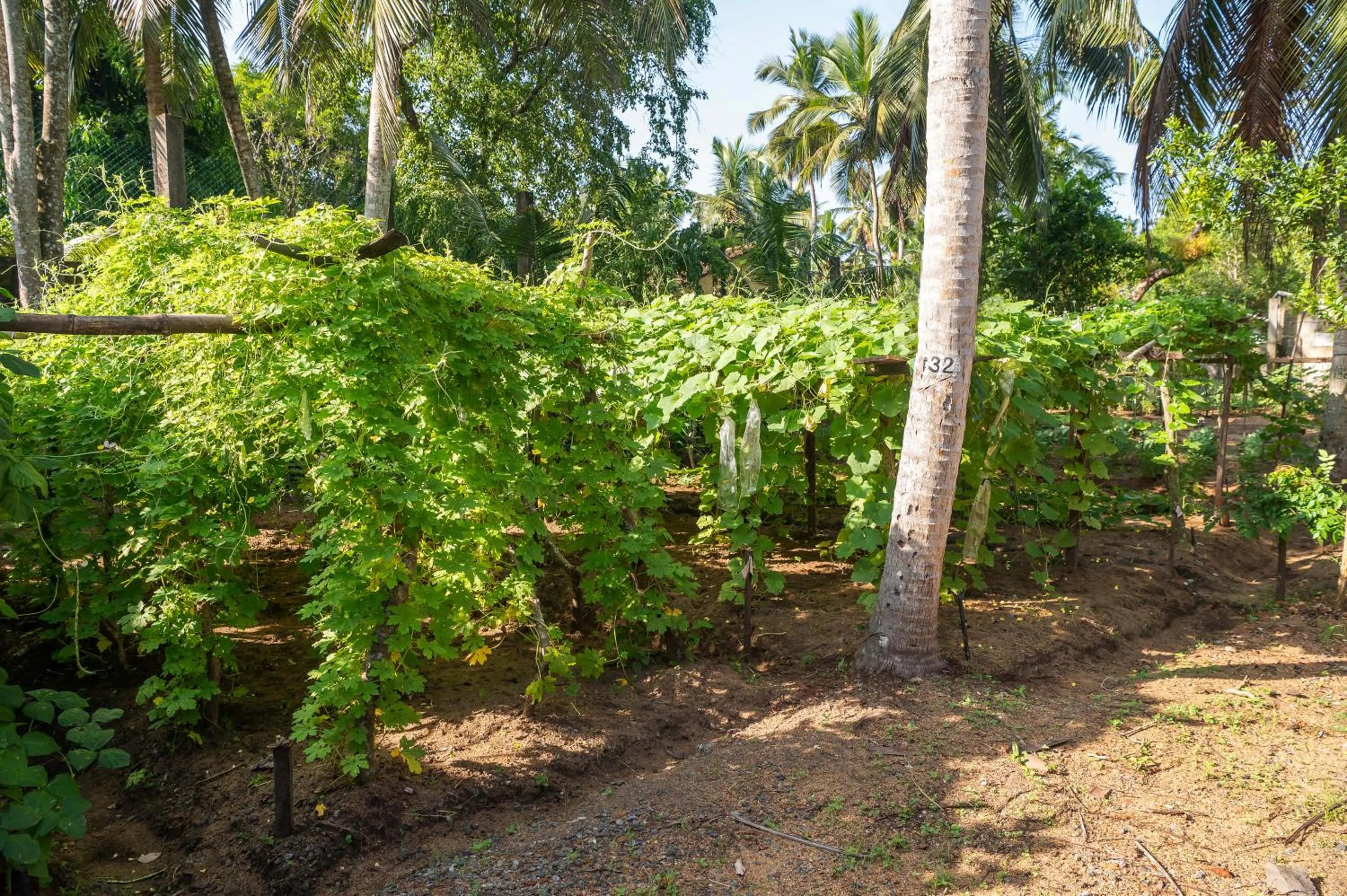 Garden in Siddhalepa Ayurveda Resort - All Meals, Ayurveda Treatment and Yoga