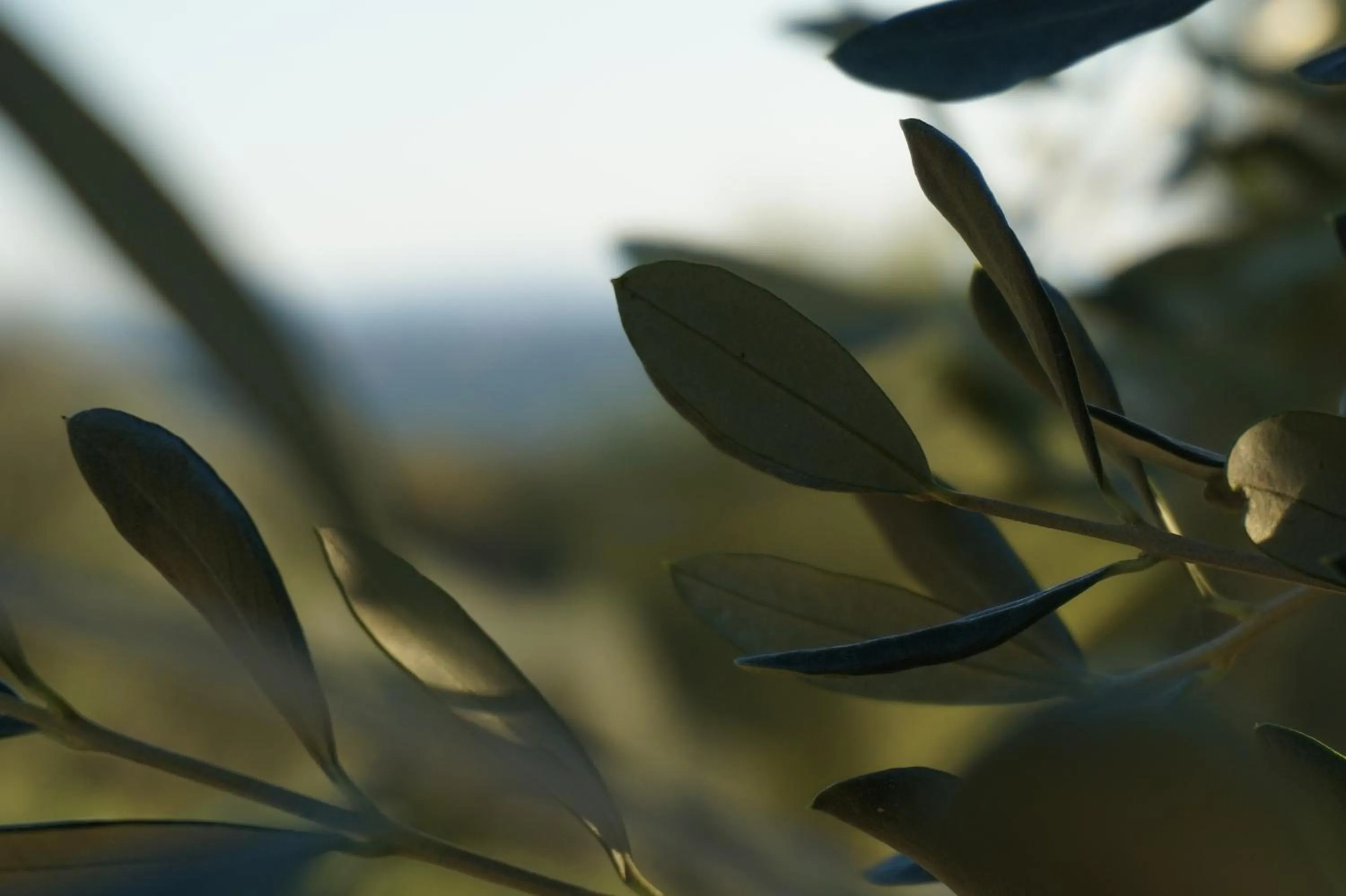 Decorative detail in Casa Lucia in Chianti