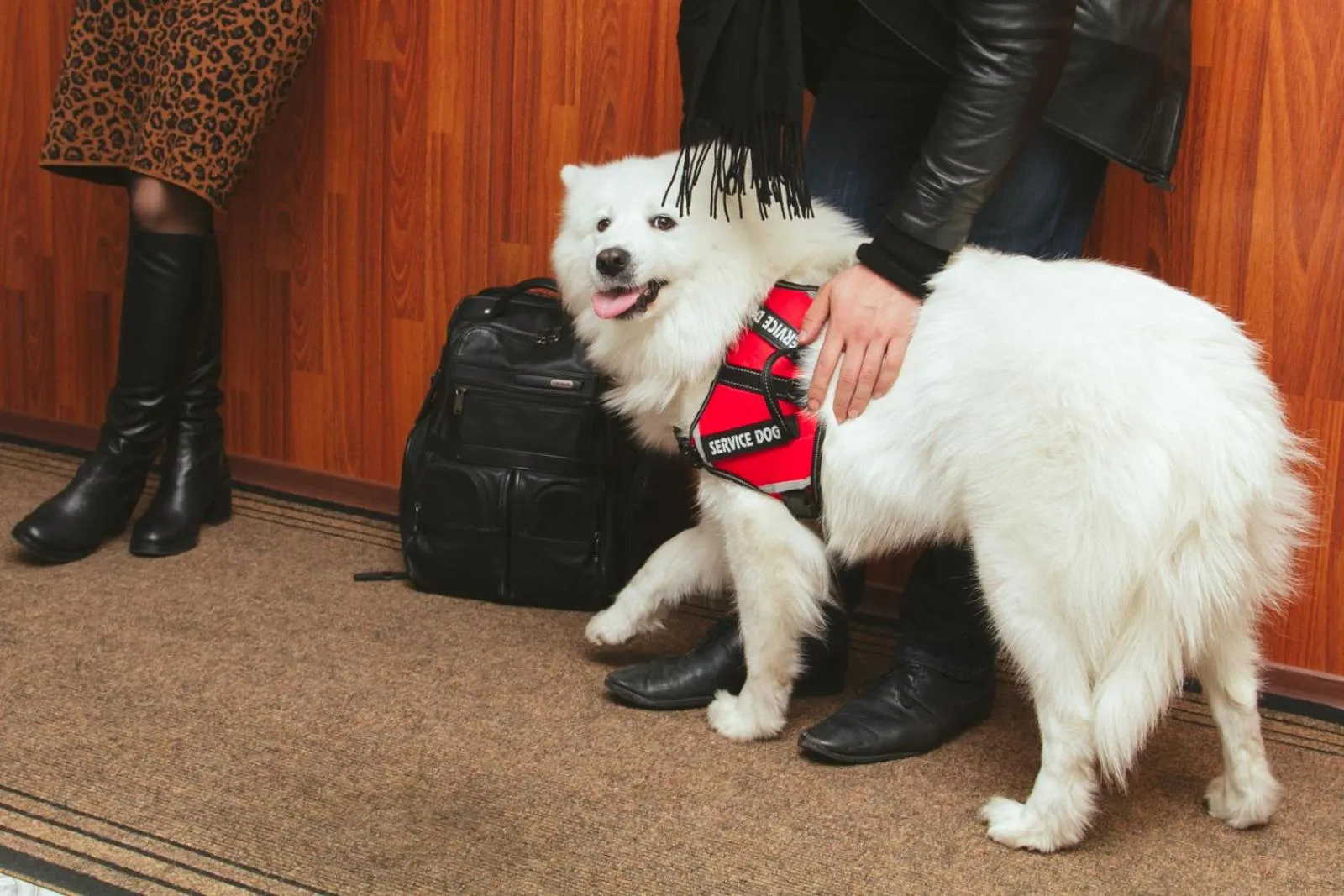 Pets in Korona Hotel