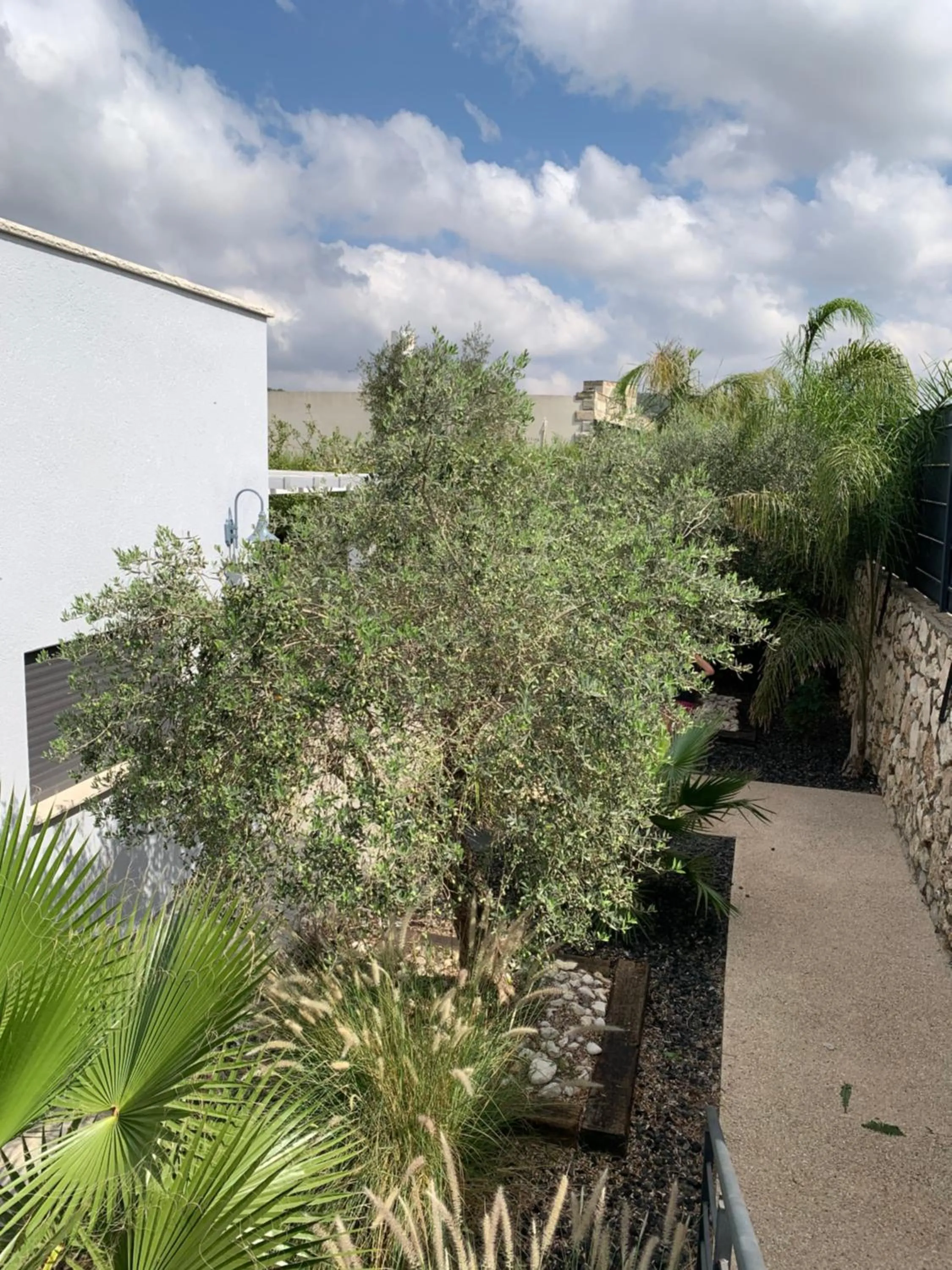 Garden in Habait ba Shomera