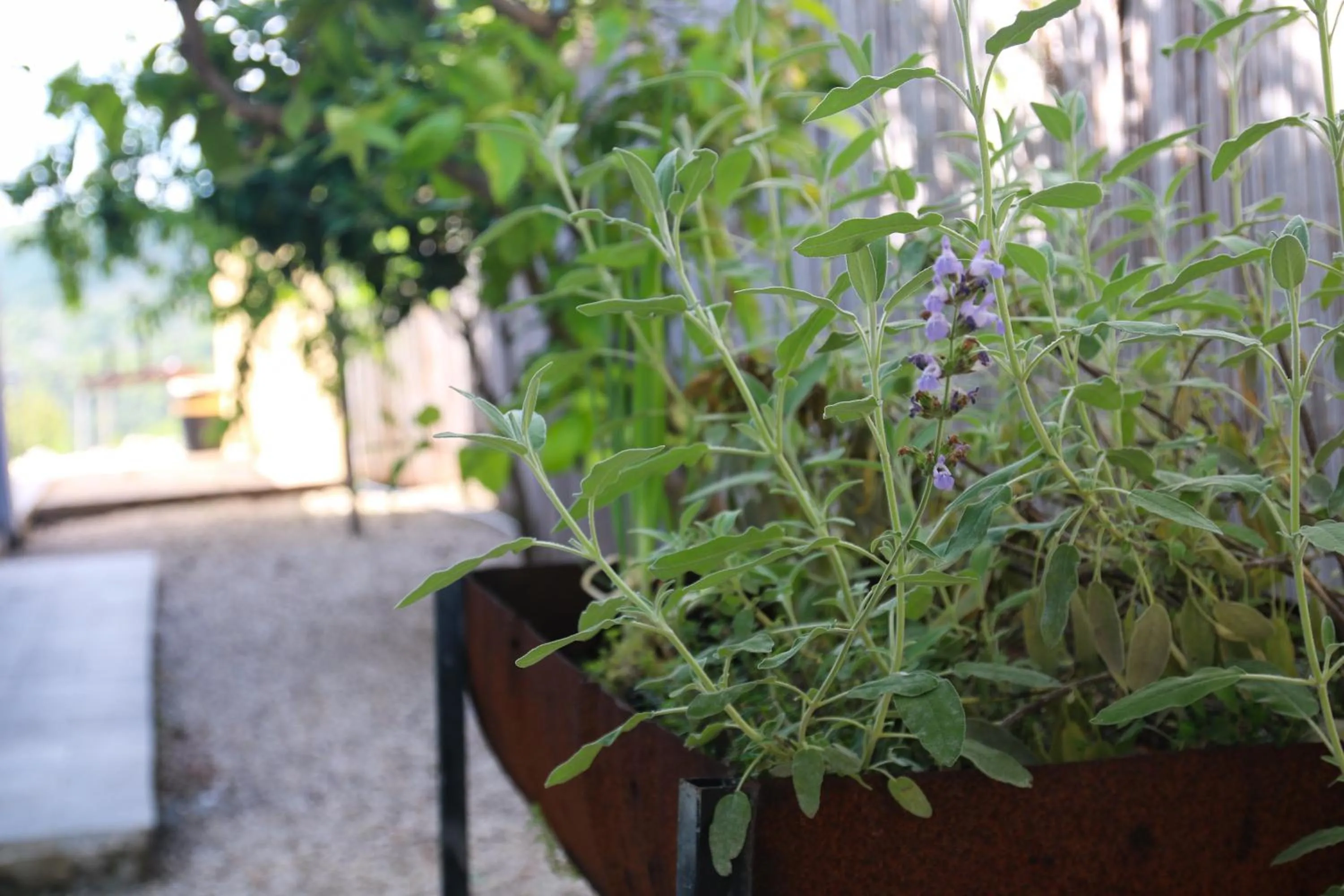 Garden in Habait ba Shomera