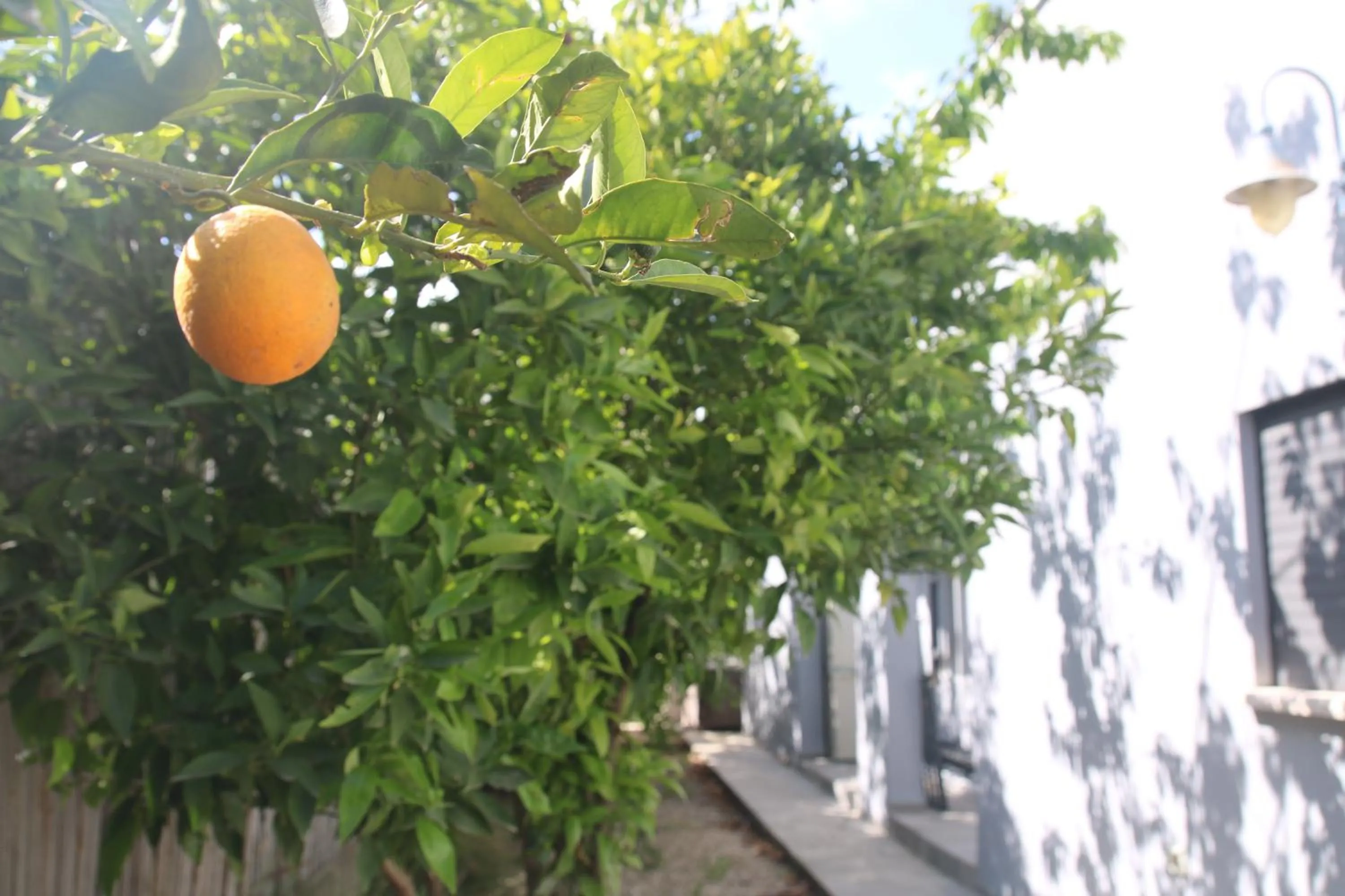 Garden in Habait ba Shomera