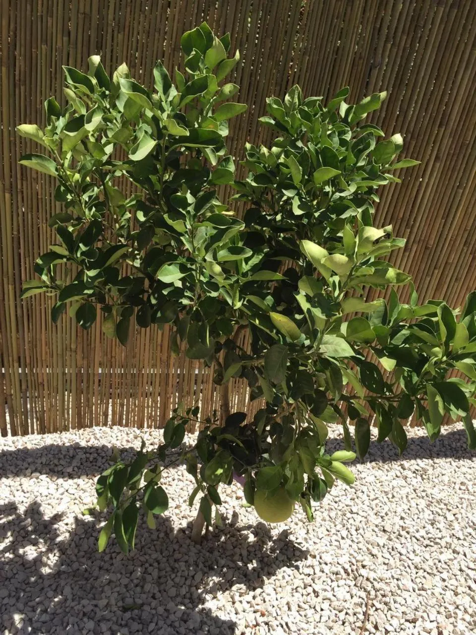 Garden in Habait ba Shomera