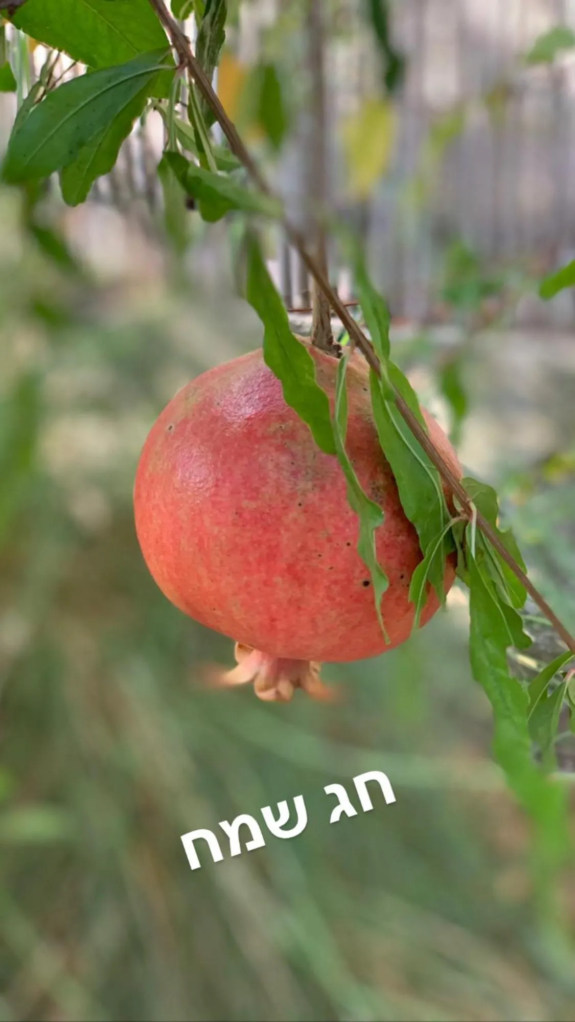Garden in Habait ba Shomera