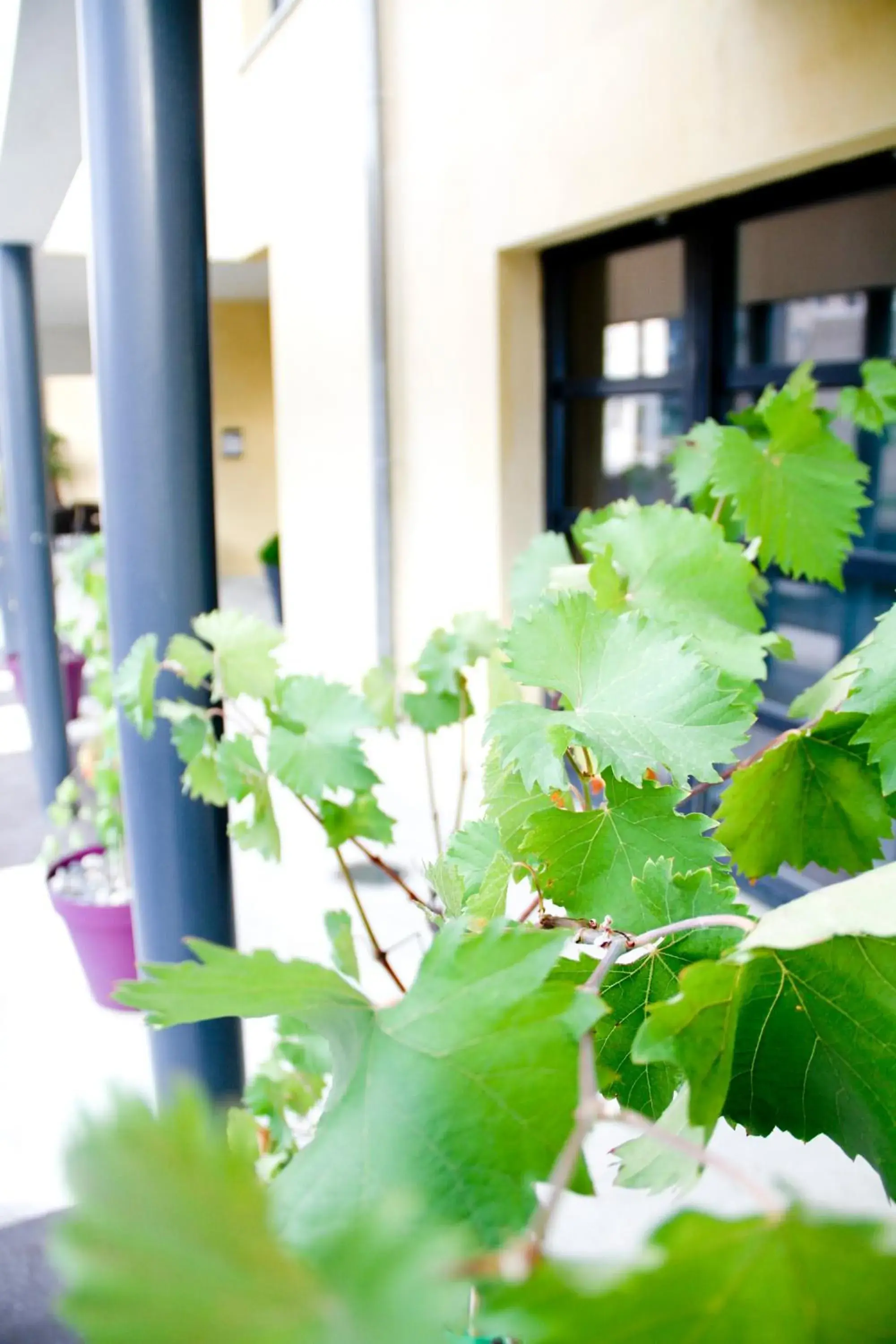 Facade/entrance in Park Wilson Airport Facade/entrance in Park Wilson Airport