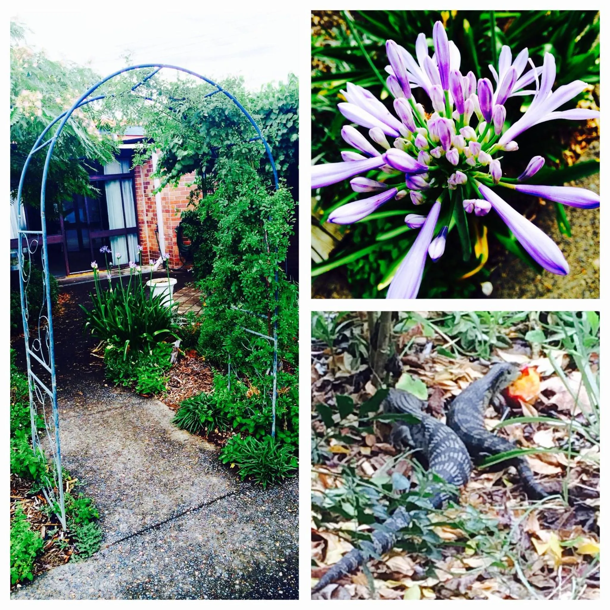 Garden in Henry's Quirindi
