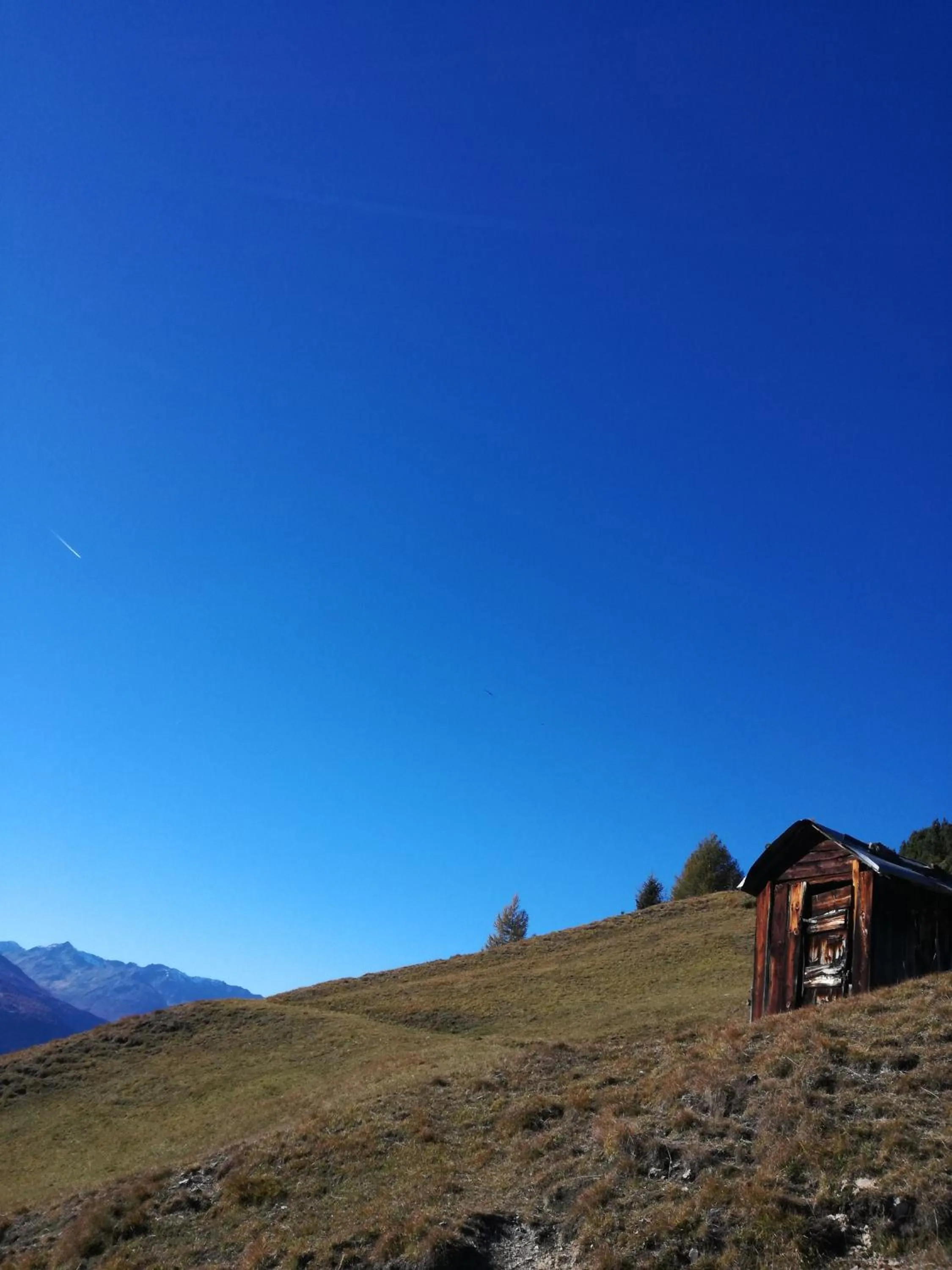 Animals in Hotel Cevedale