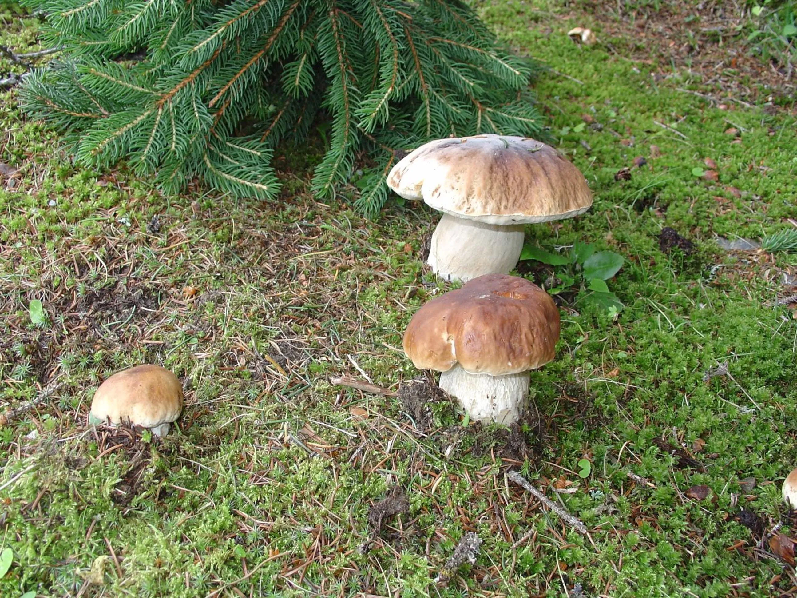 Restaurant/places to eat in Hotel Cevedale