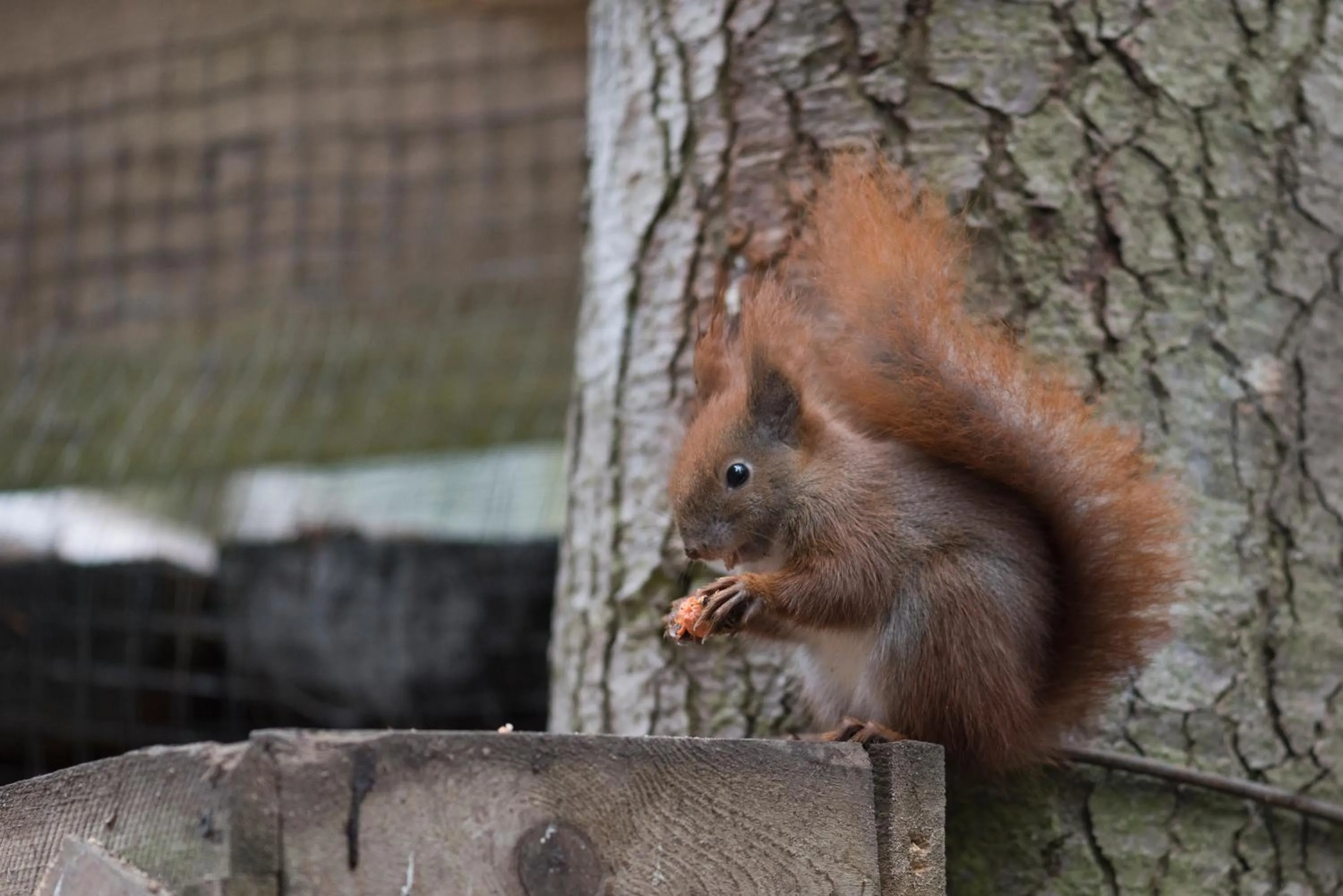 Pets in Ioana Boutique Hotel