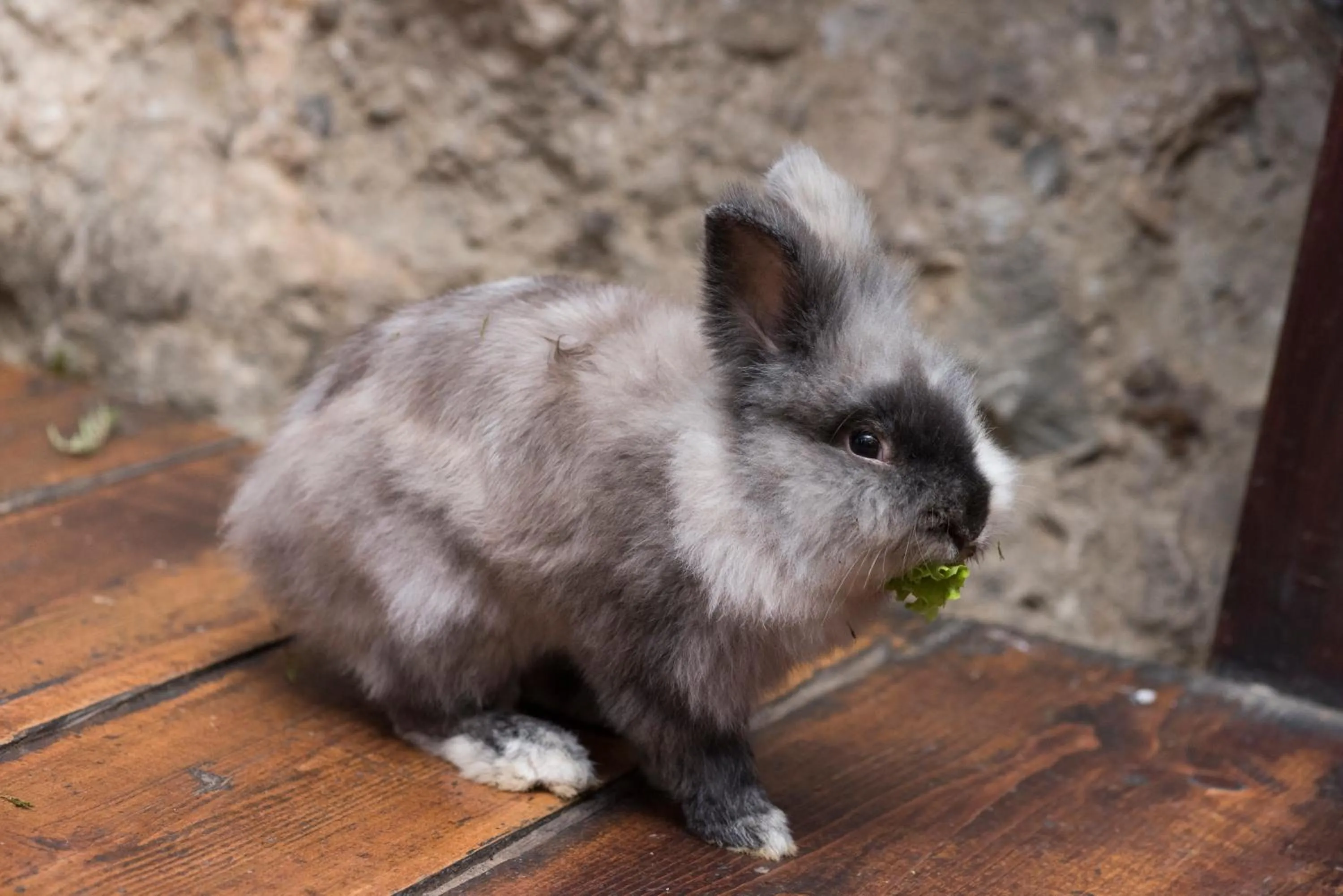 Pets in Ioana Boutique Hotel