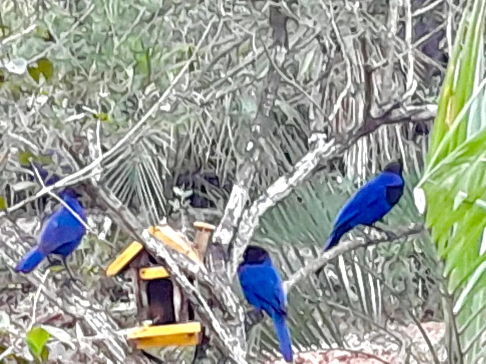 Recanto das Bromélias Chalés