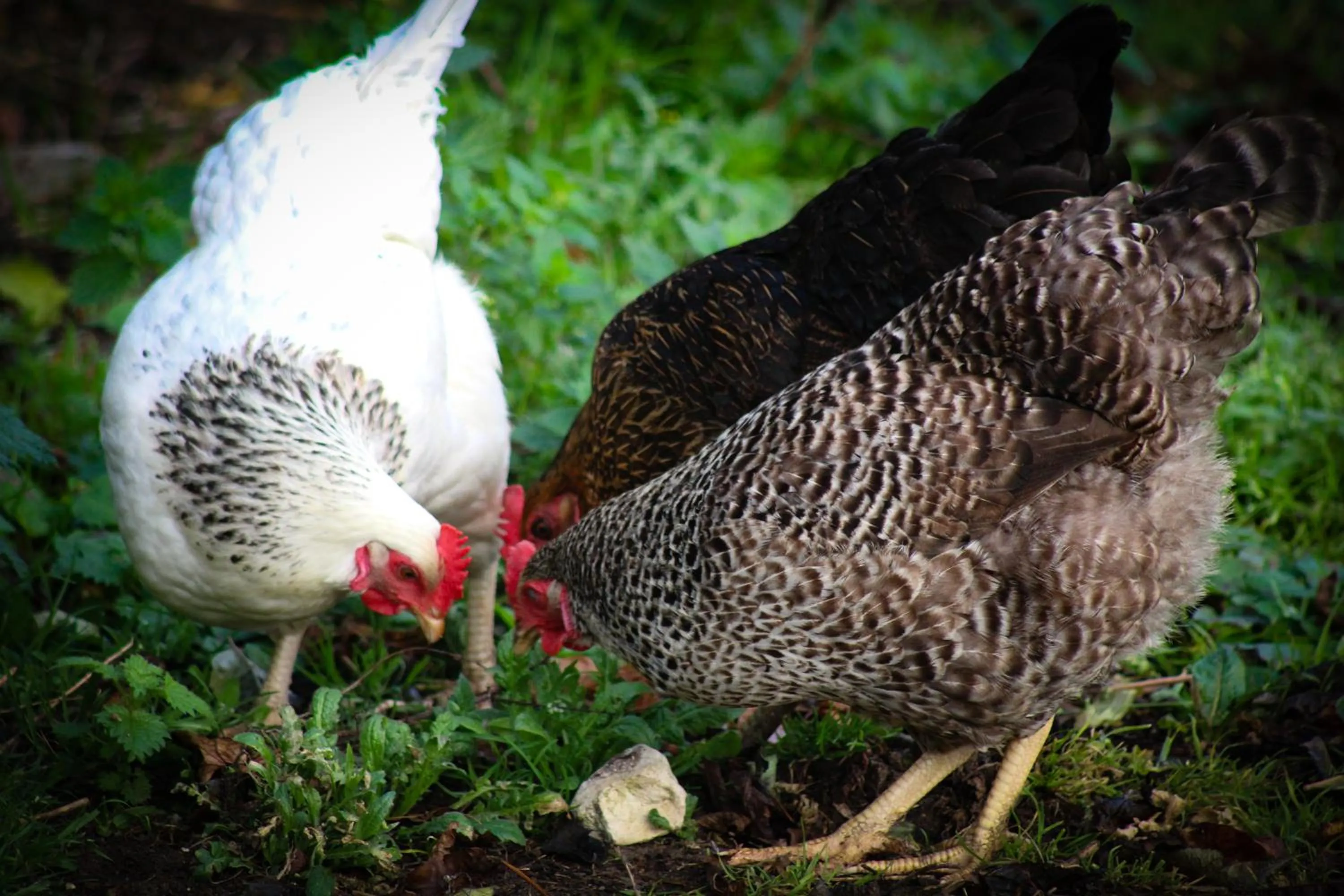 Food and drinks in Brambling Fields B&B and Cottages