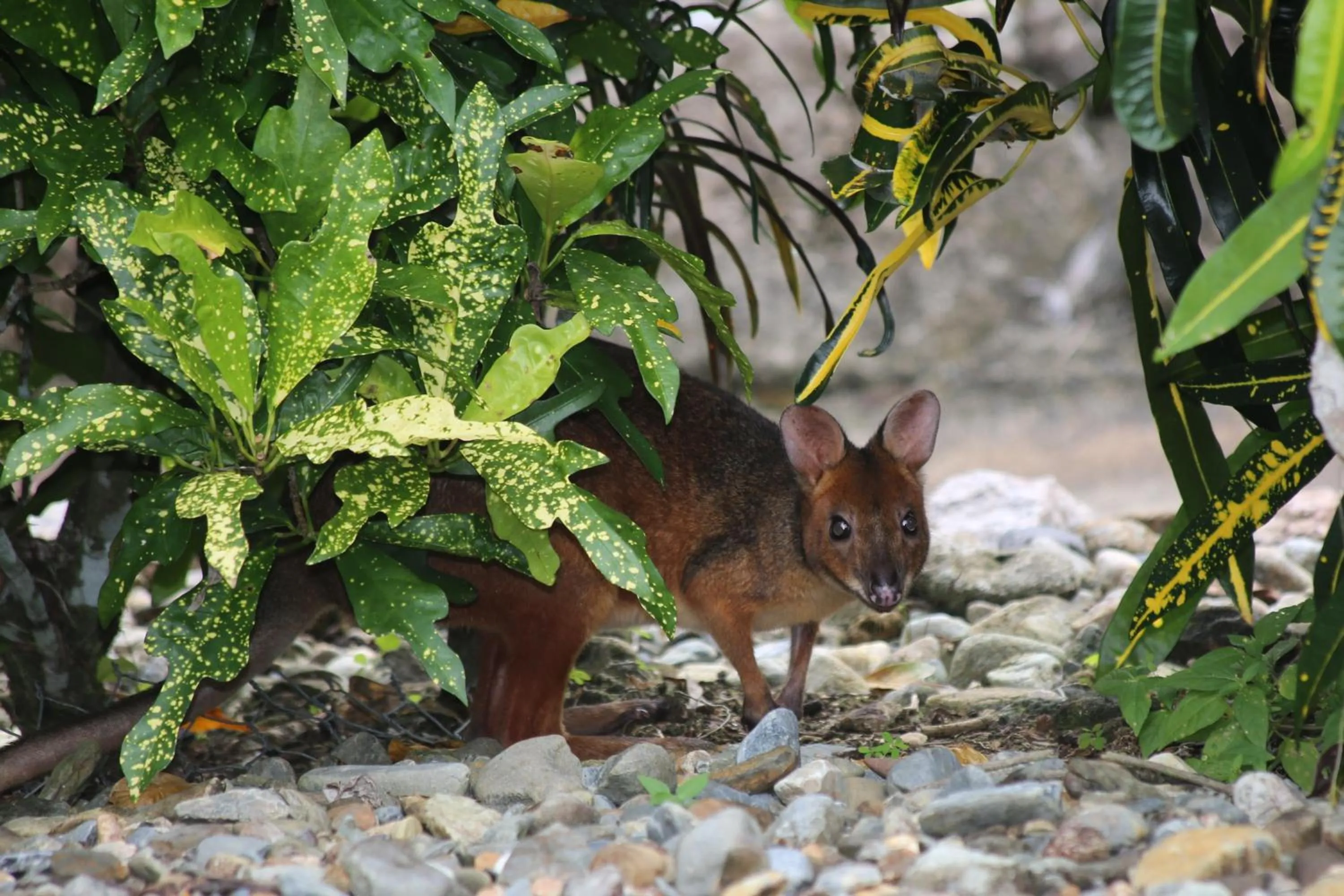 Animals in Licuala Lodge