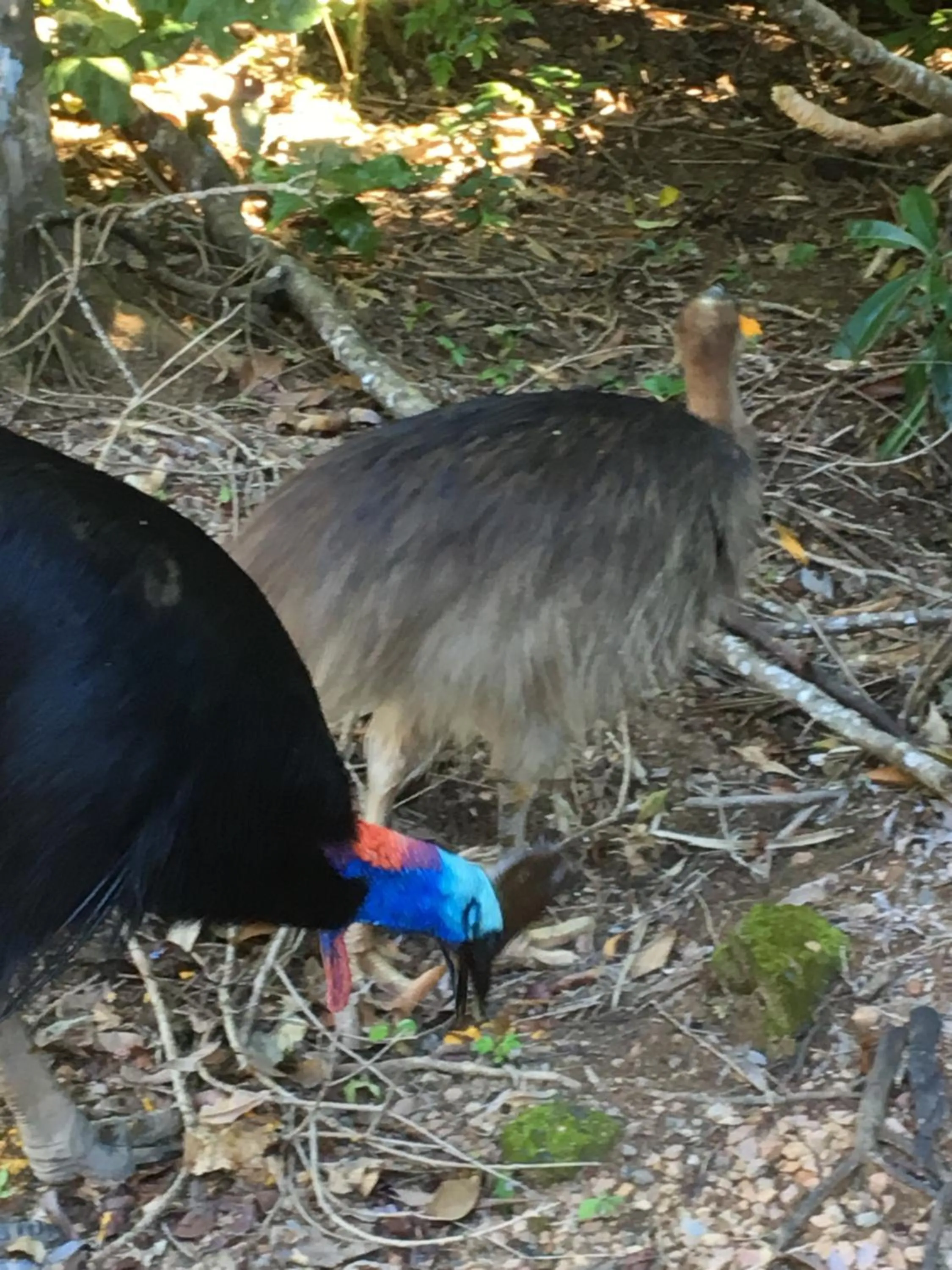 Animals in Licuala Lodge