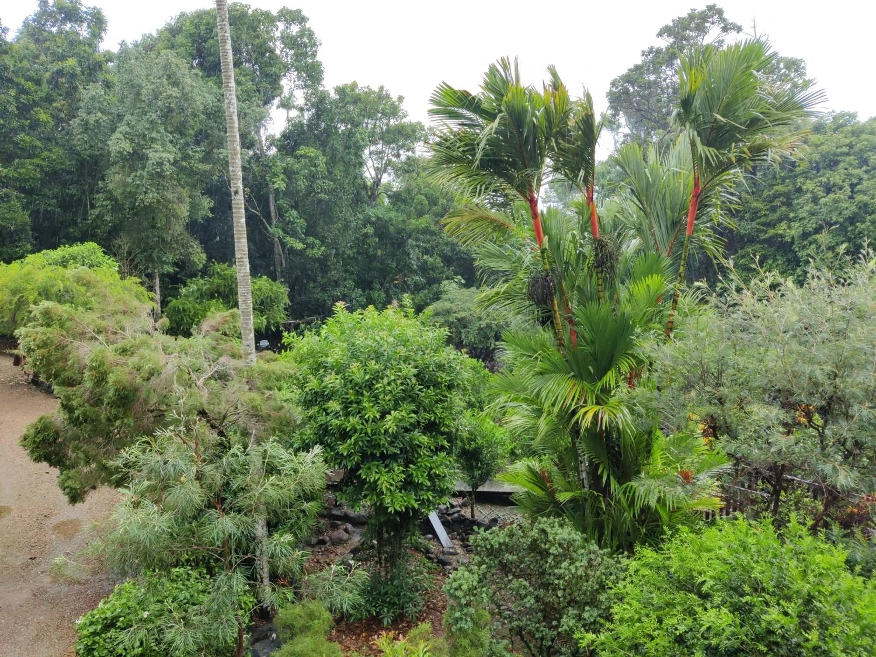 View (from property/room) in Licuala Lodge