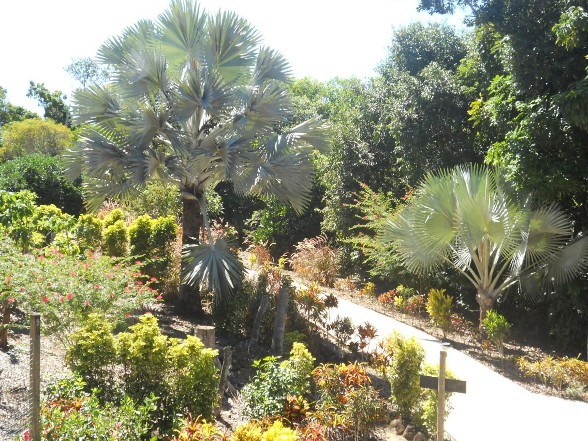 Garden view in Licuala Lodge