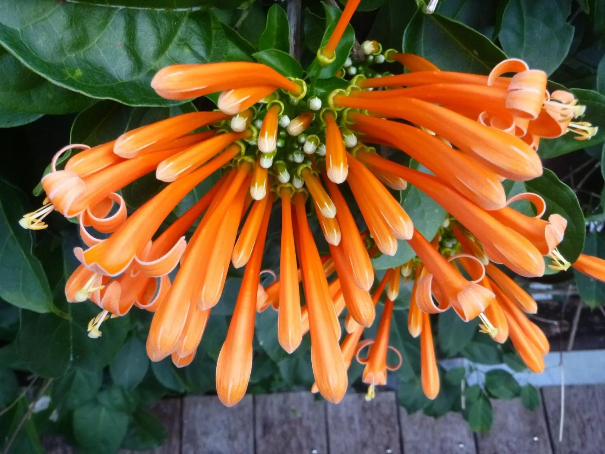 Garden in Licuala Lodge