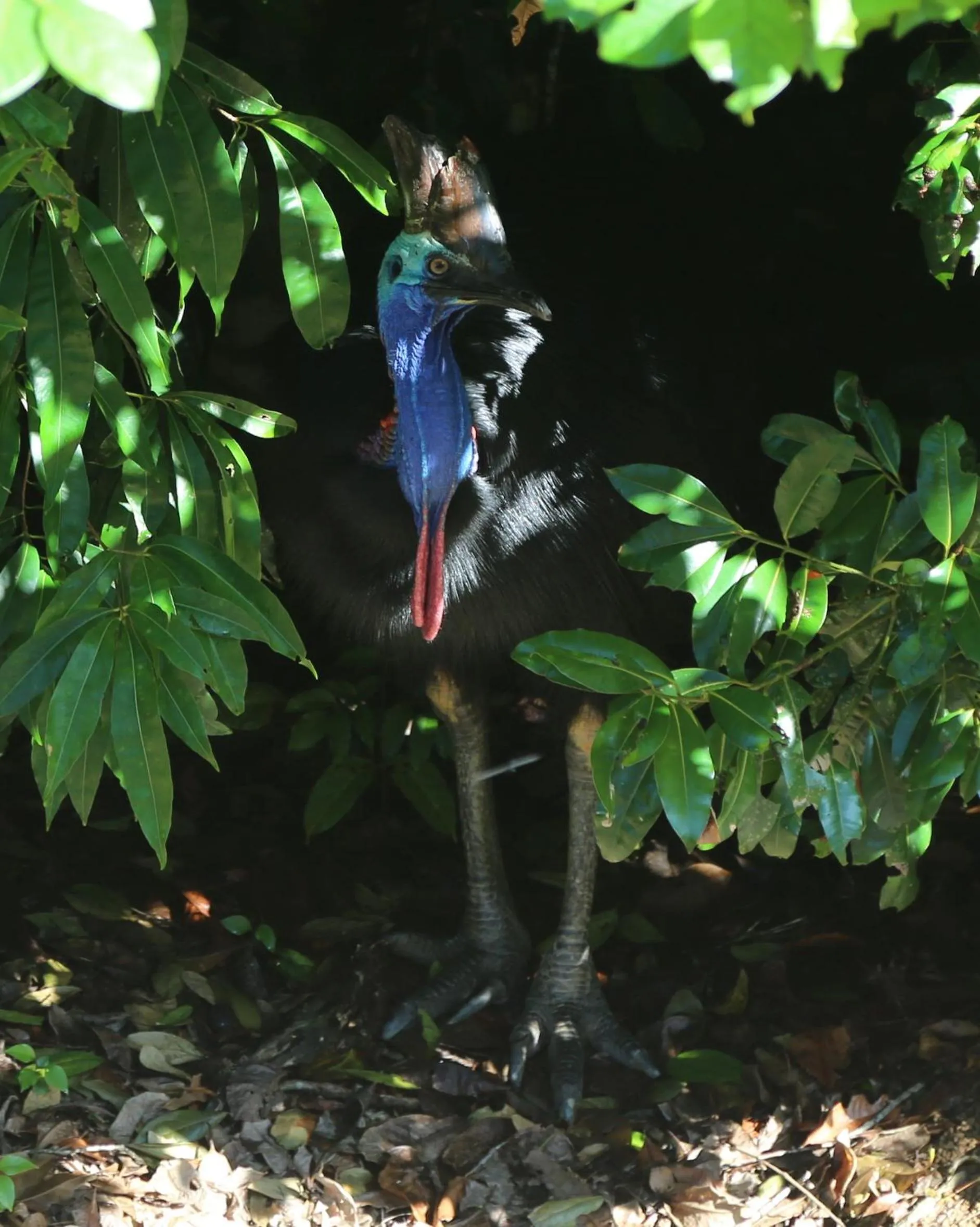 Animals in Licuala Lodge