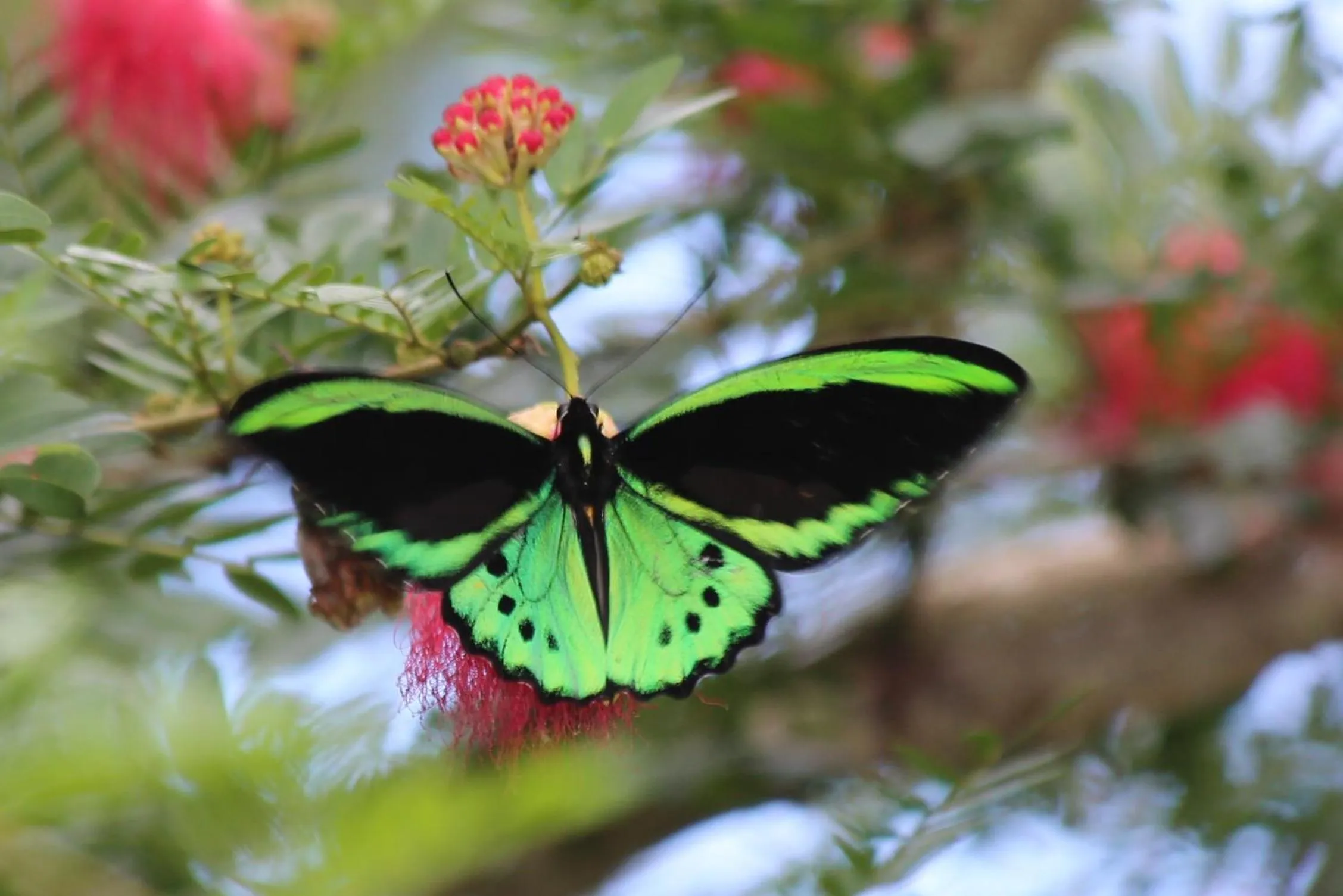 Animals in Licuala Lodge