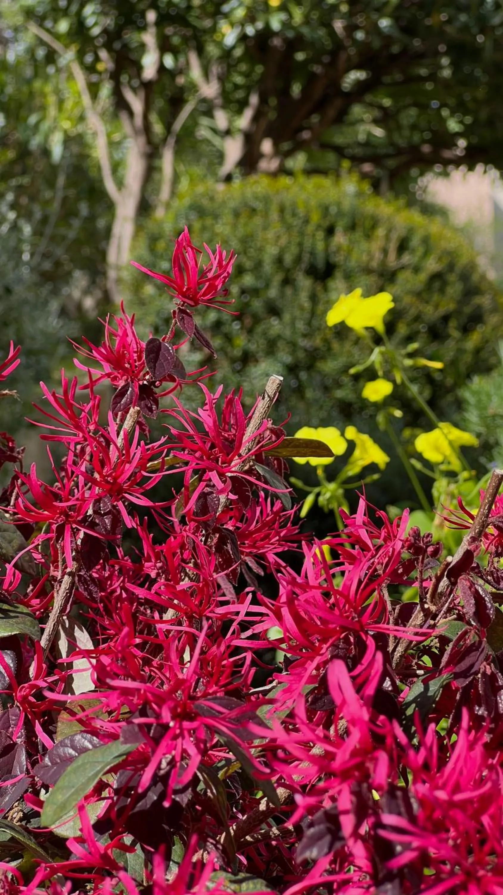 Garden in Hotel Maquis et Mer