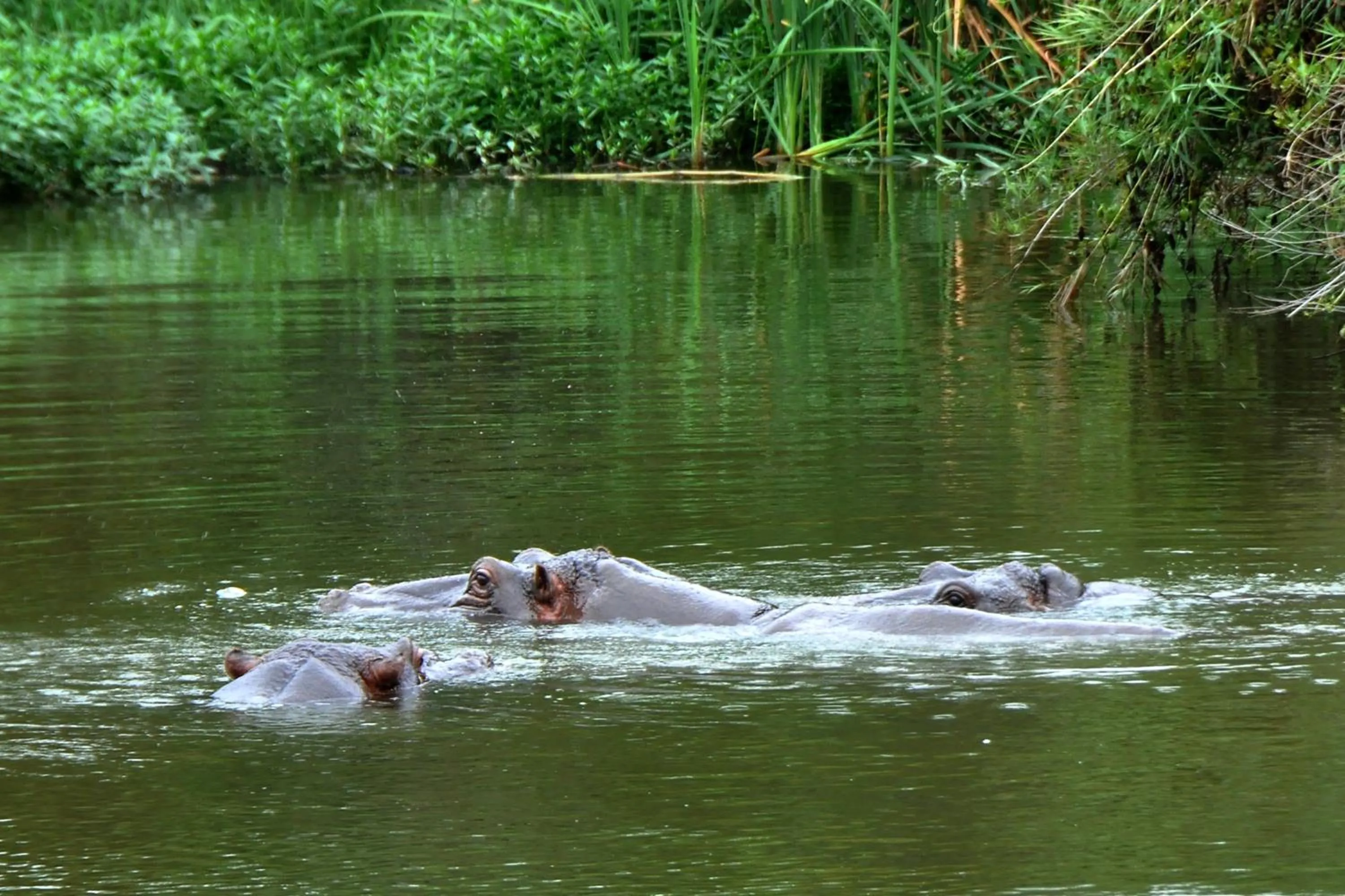 Animals in Kruger Park Lodge Unit No. 509