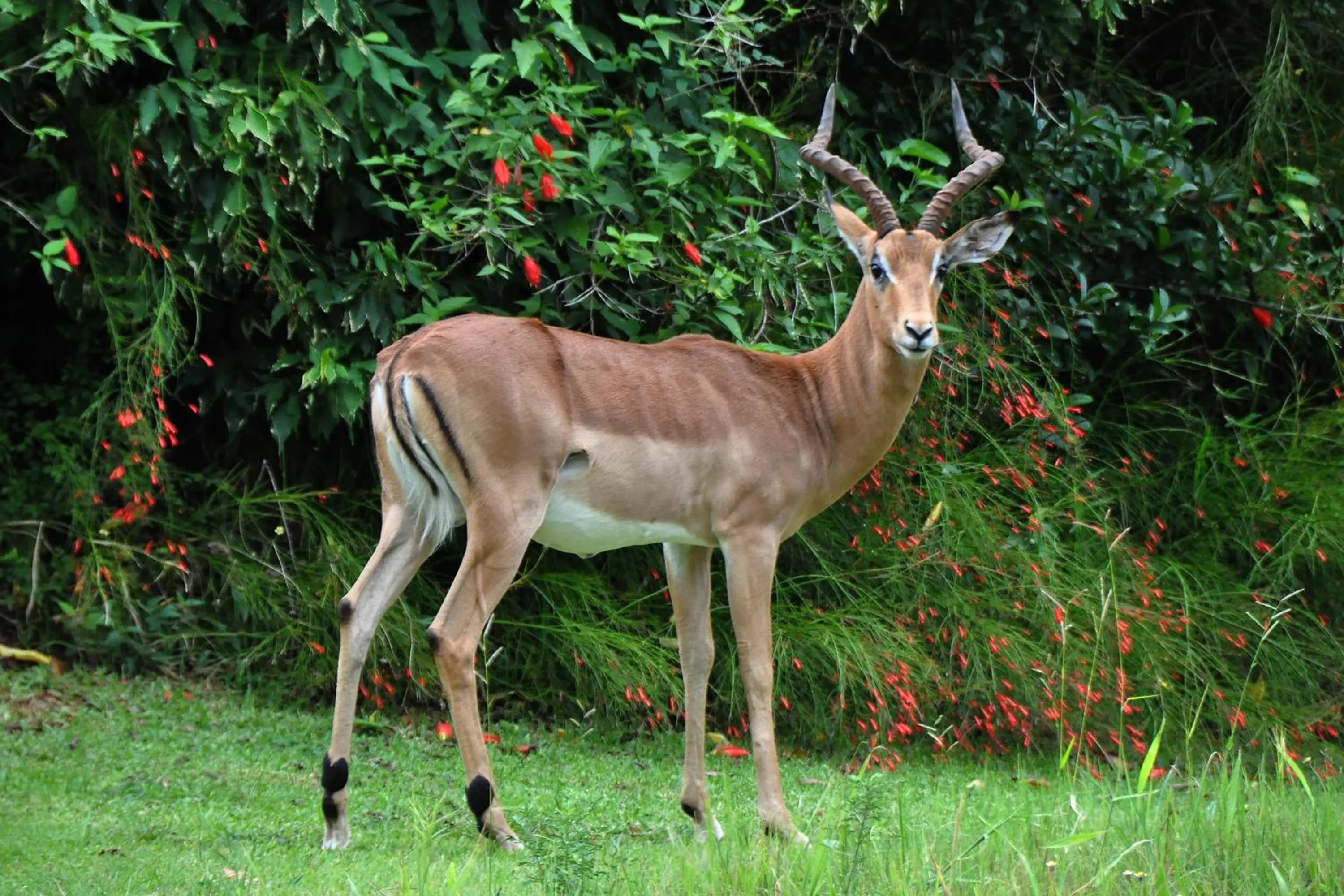 Animals in Kruger Park Lodge Unit No. 509