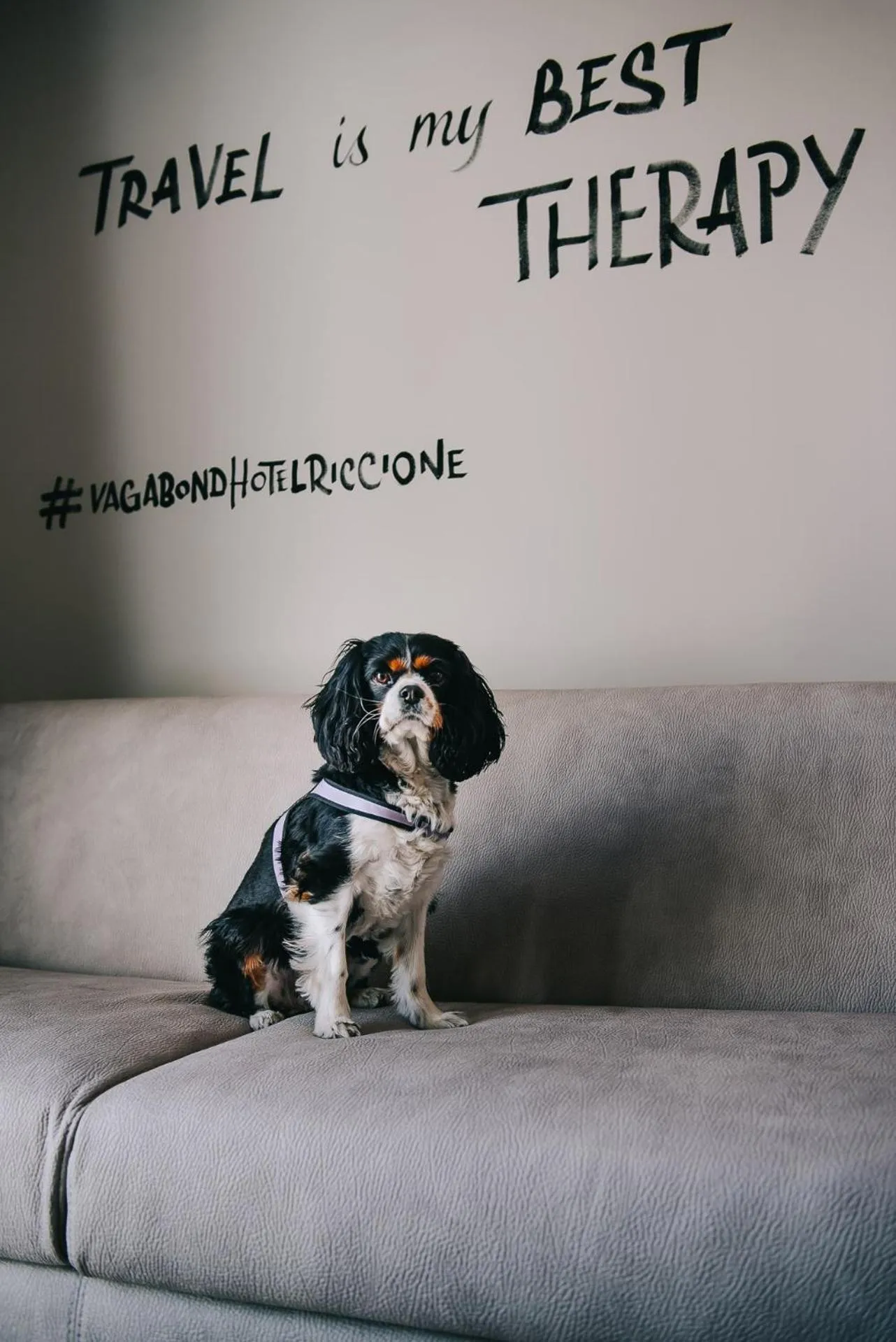 Pets in Hotel Vagabond