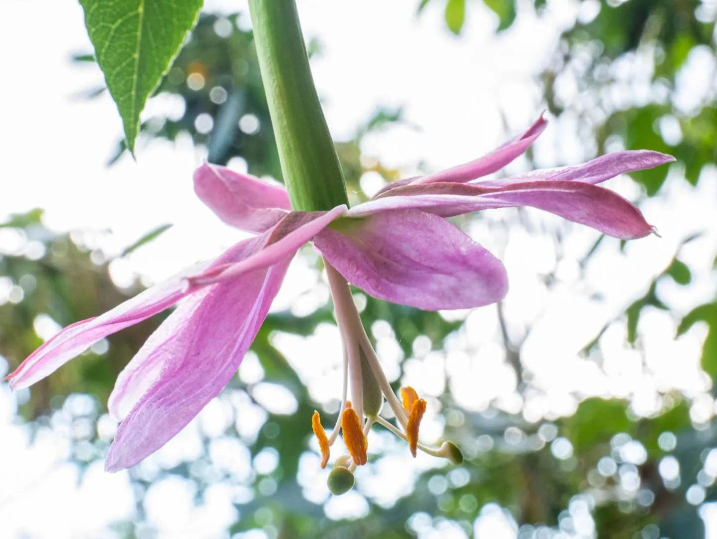 Garden in Green House Araque Inn