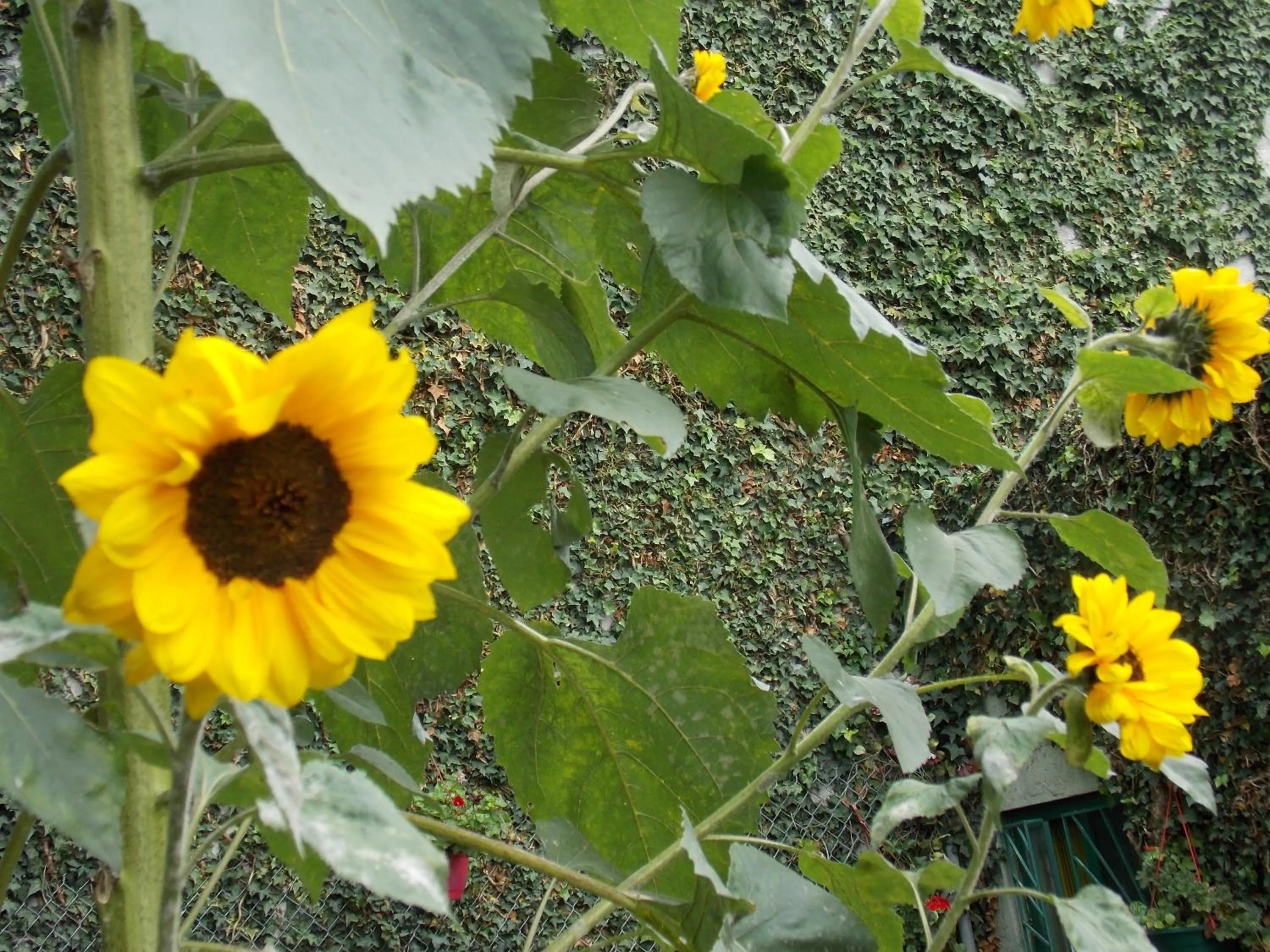 Garden in Green House Araque Inn