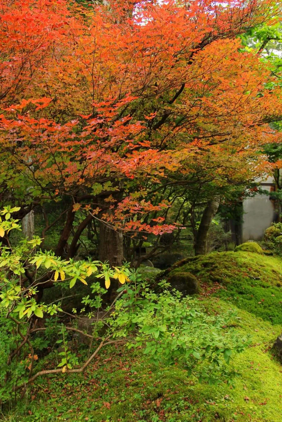 Garden in Nikko Hoshino Yado