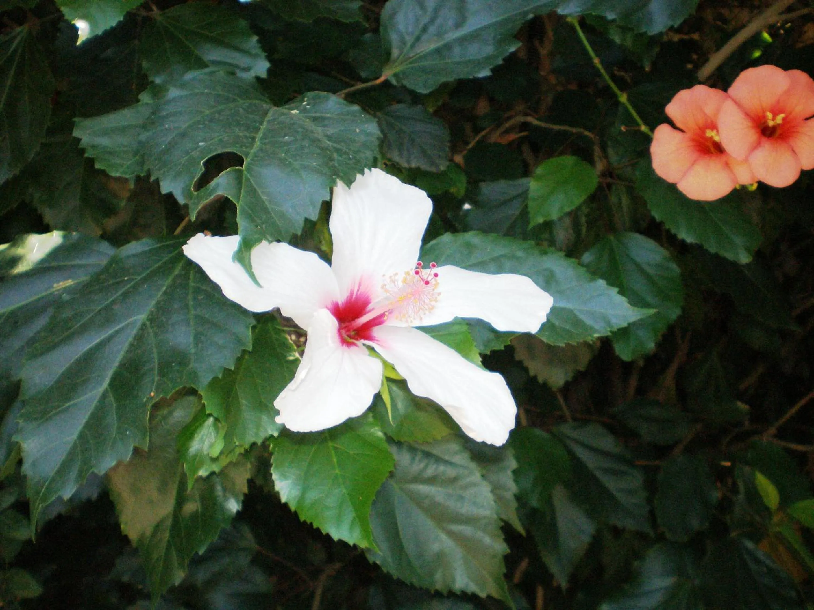 Other in Staggia Studios