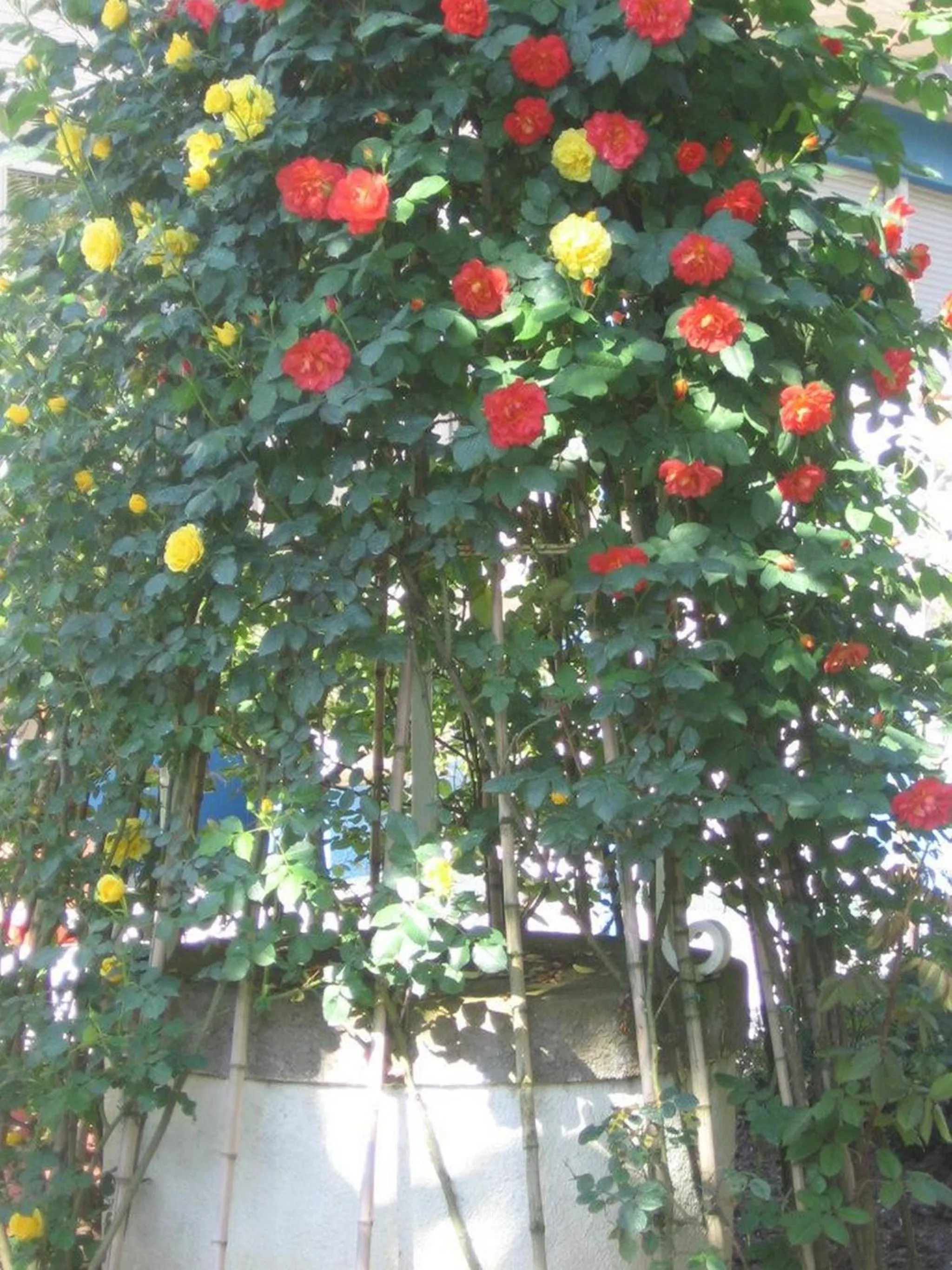 Garden in Hotel Prati