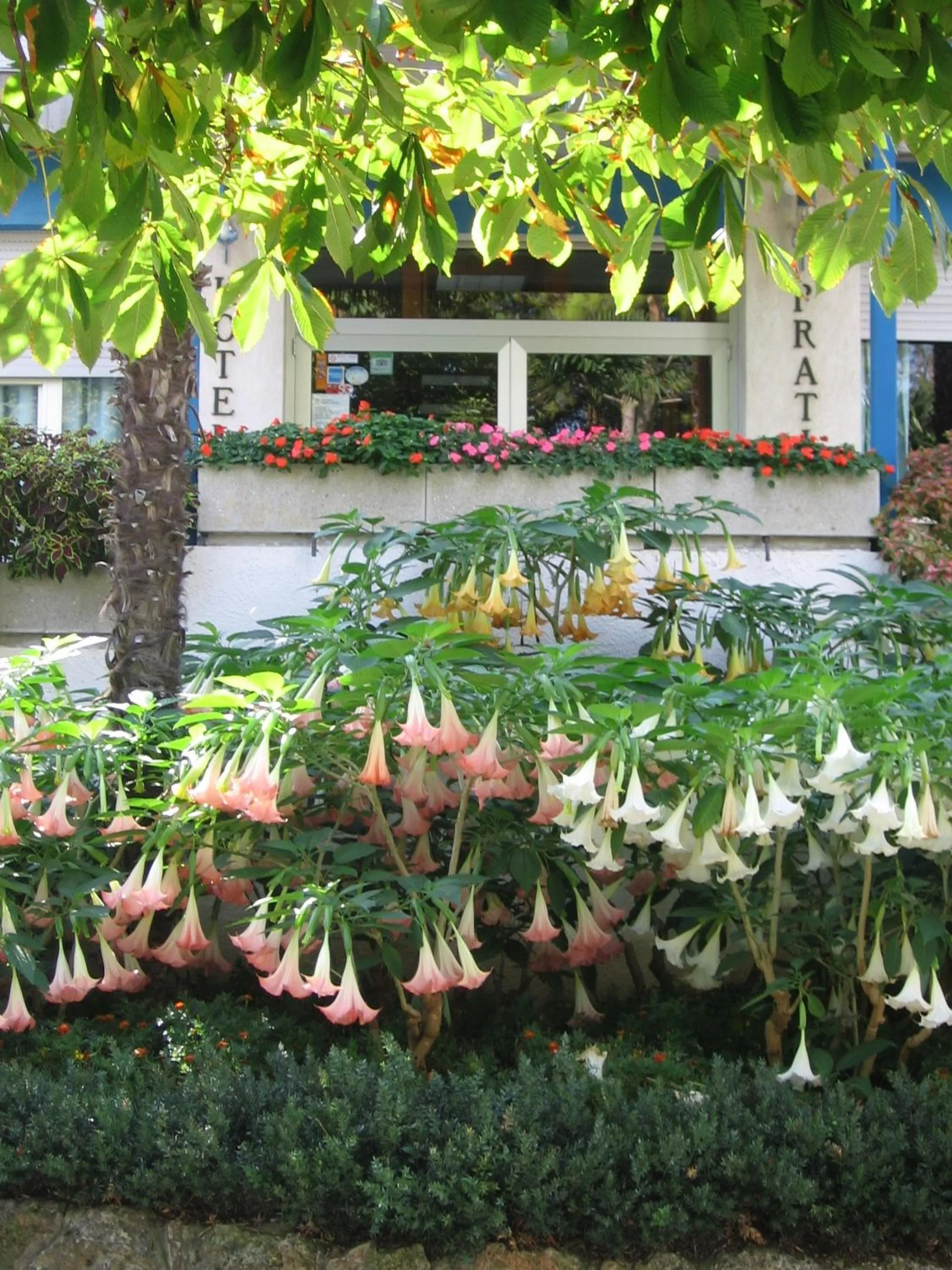 Garden in Hotel Prati