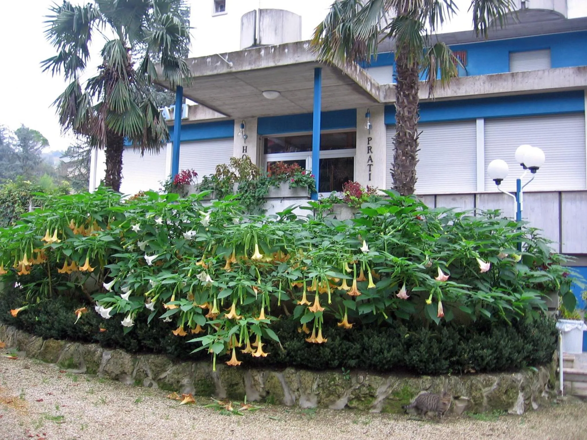 Balcony/Terrace in Hotel Prati