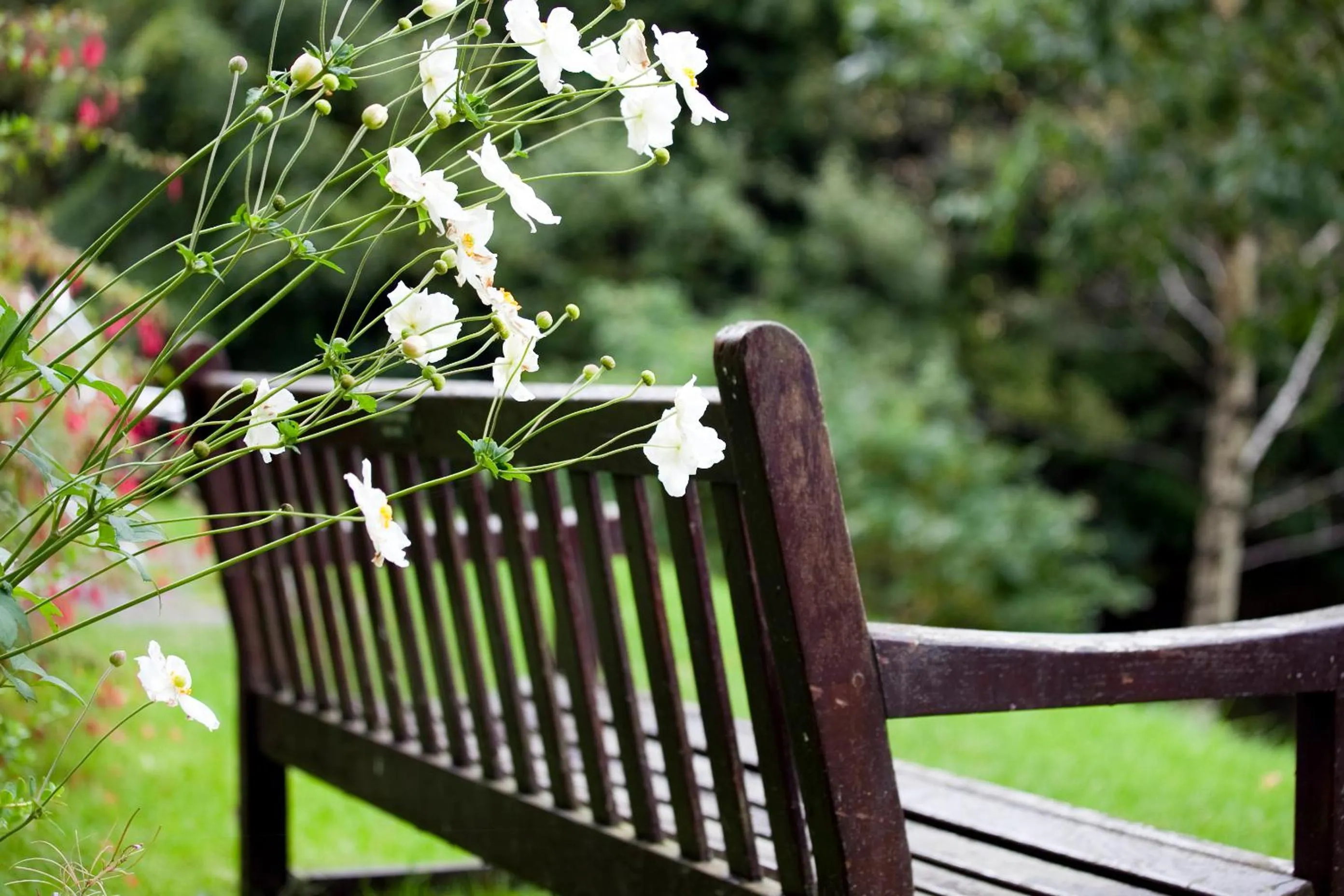 Garden in YHA Grasmere Butharlyp Howe