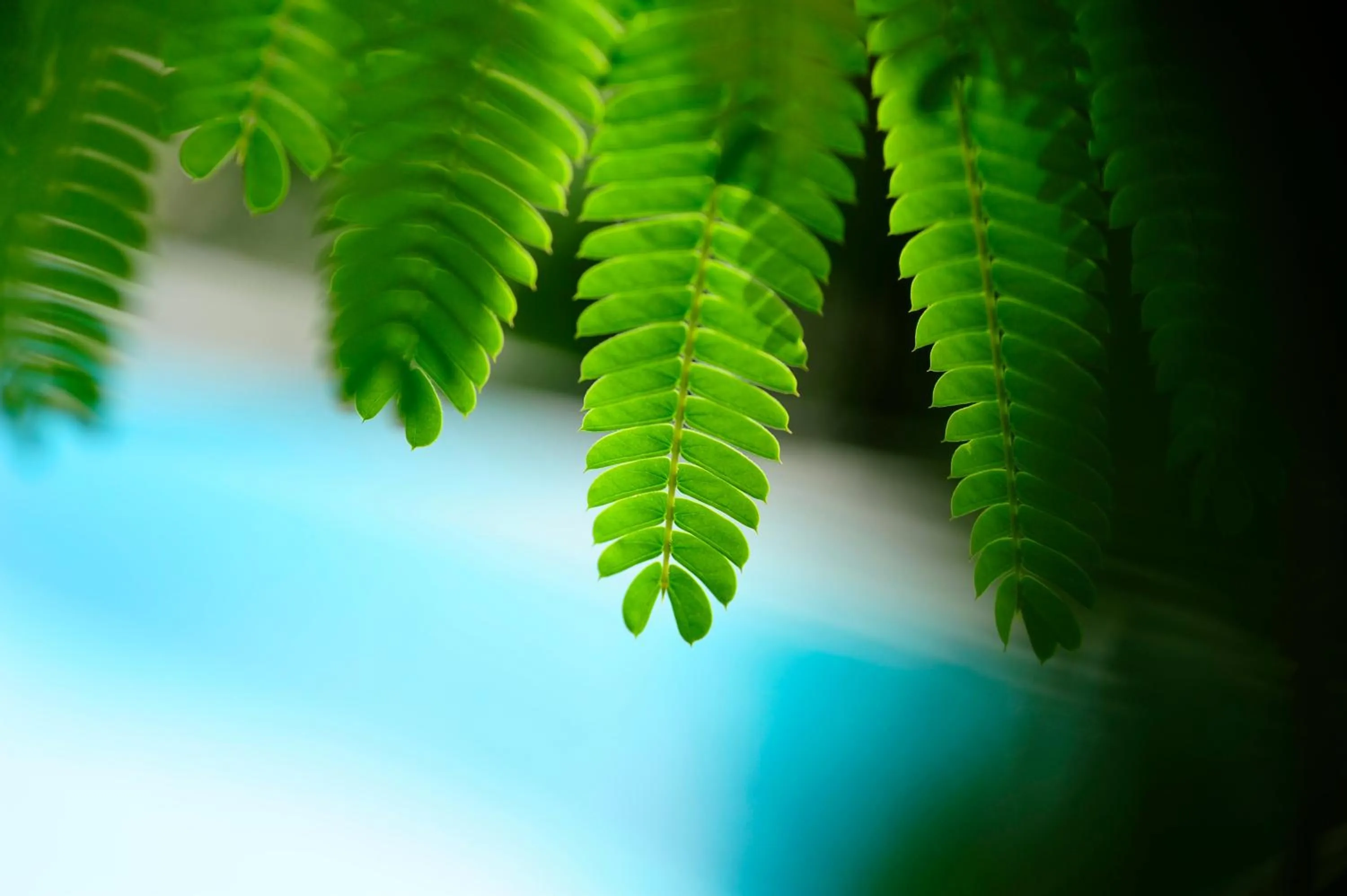 Swimming pool in Villa Verdi Apartments