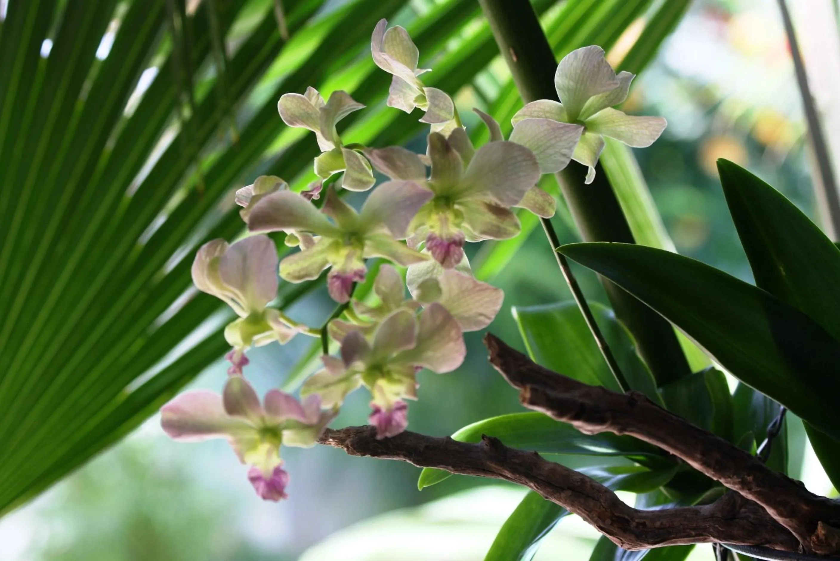 Garden in Paradera Park Aruba