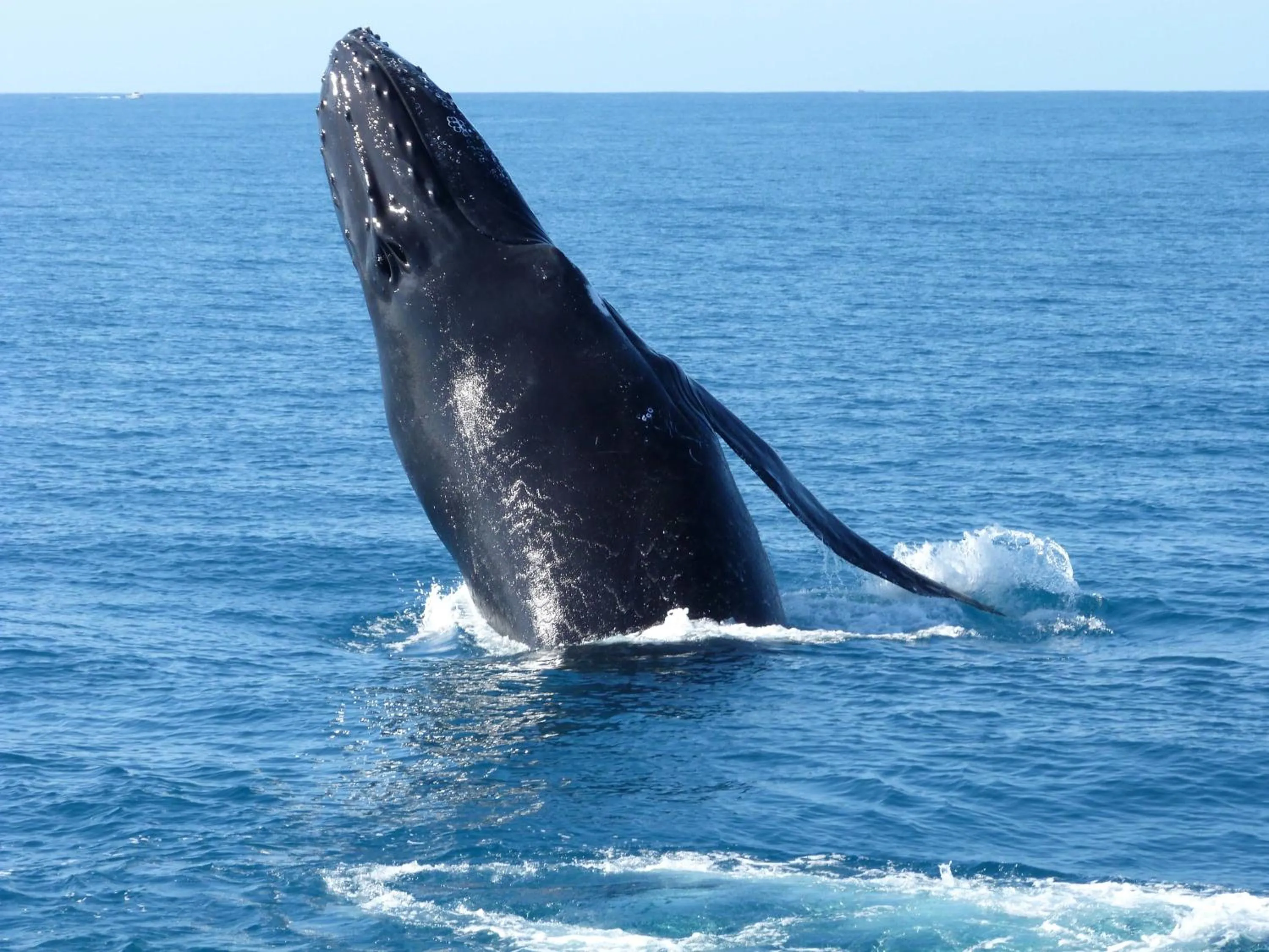 Animals in Sienna Lodge