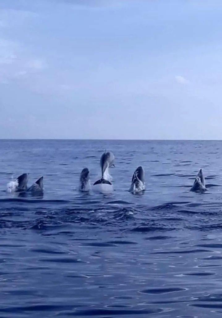 Activities in Aneka Lovina Villas & Spa