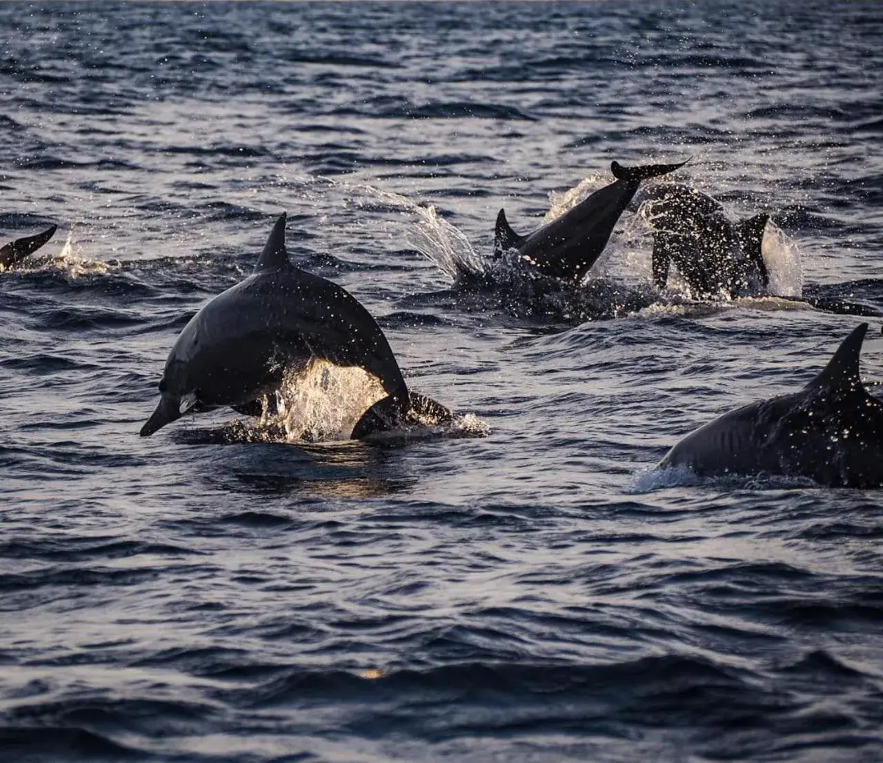 Free Dolphin Watching for 2 People at Cottage in Aneka Lovina Villas & Spa Free Dolphin Watching for 2 People at Cottage in Aneka Lovina Villas & Spa