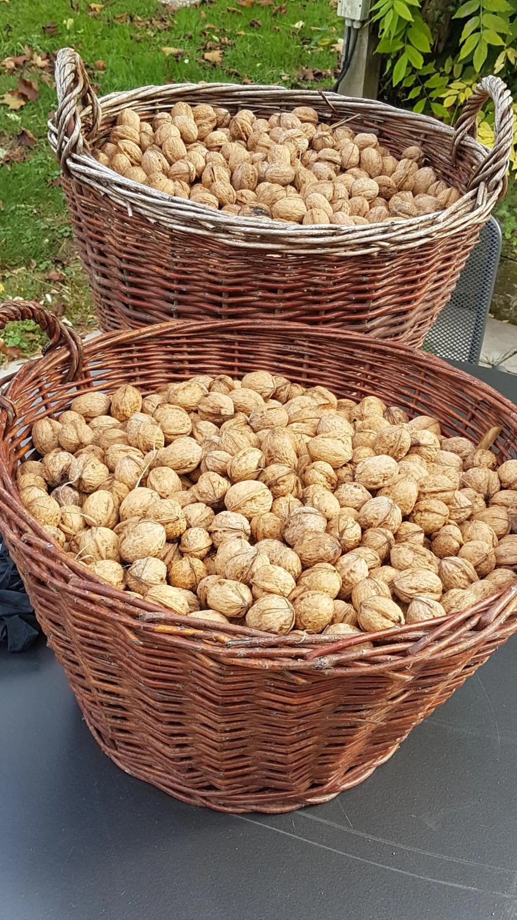 Garden in Hotel KAMPS