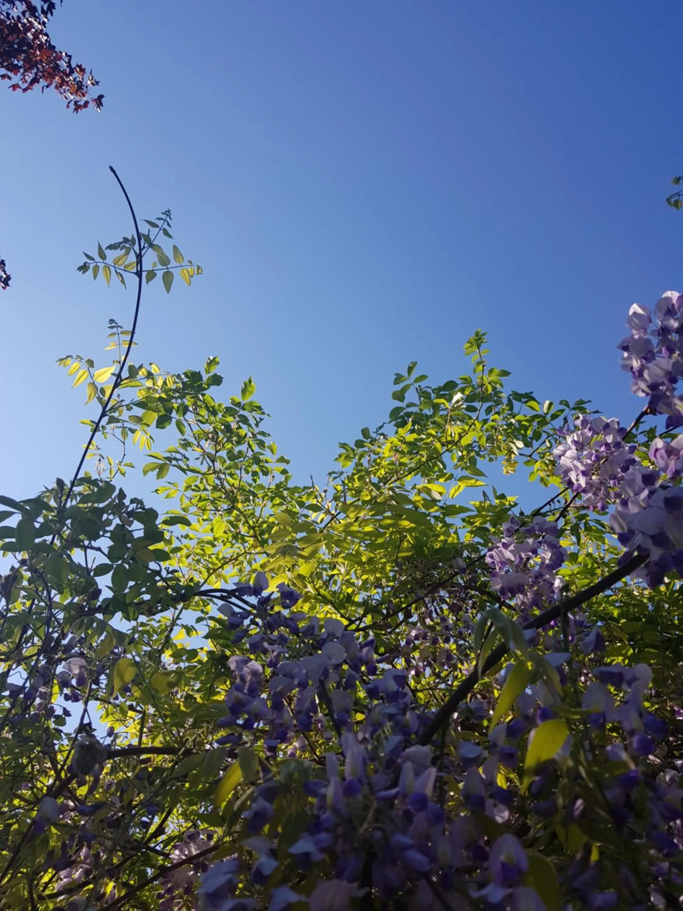 Garden in Hotel KAMPS